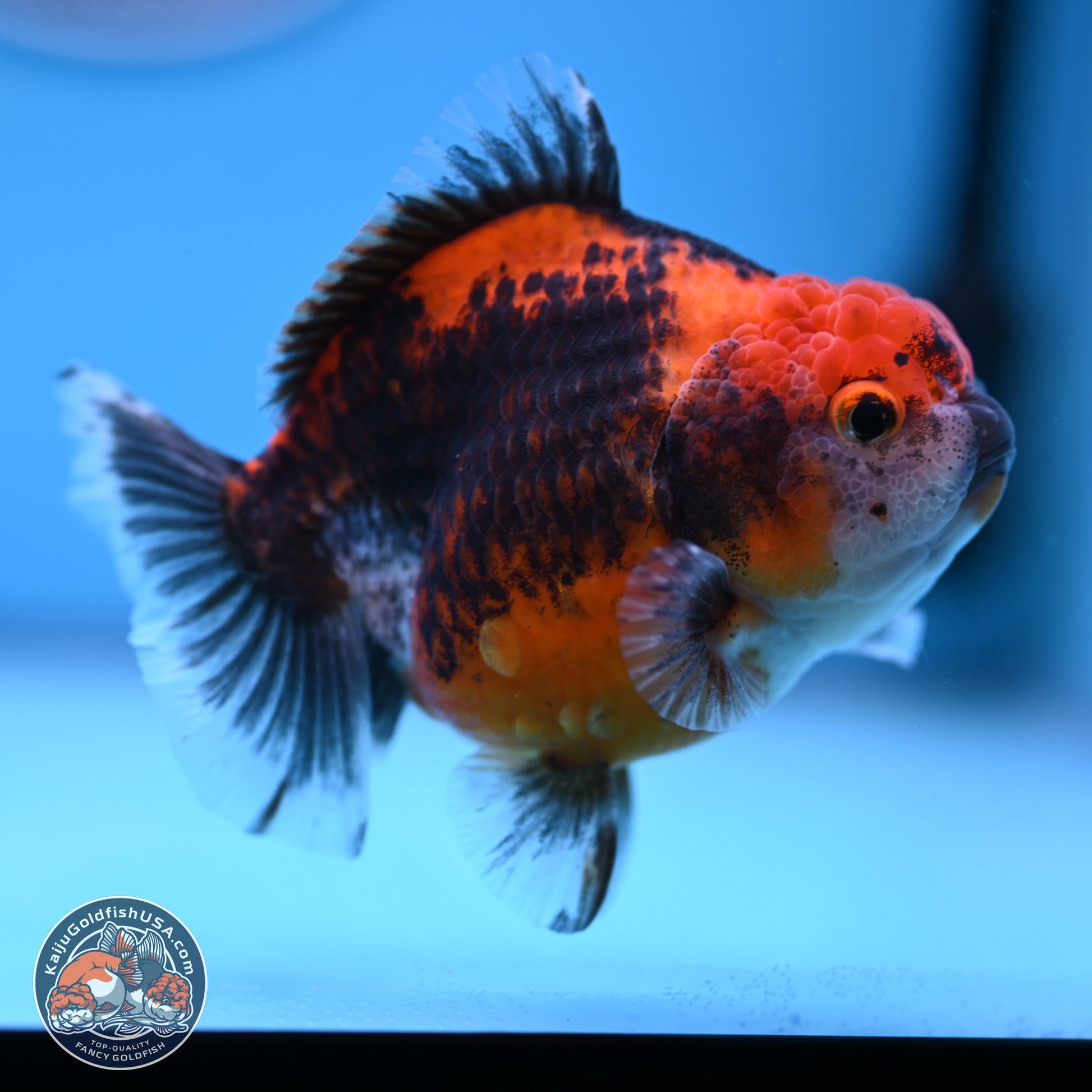 Shogun Kirin Oranda 3.75-4.5 in (241011_OR01) - Kaiju Goldfish USA