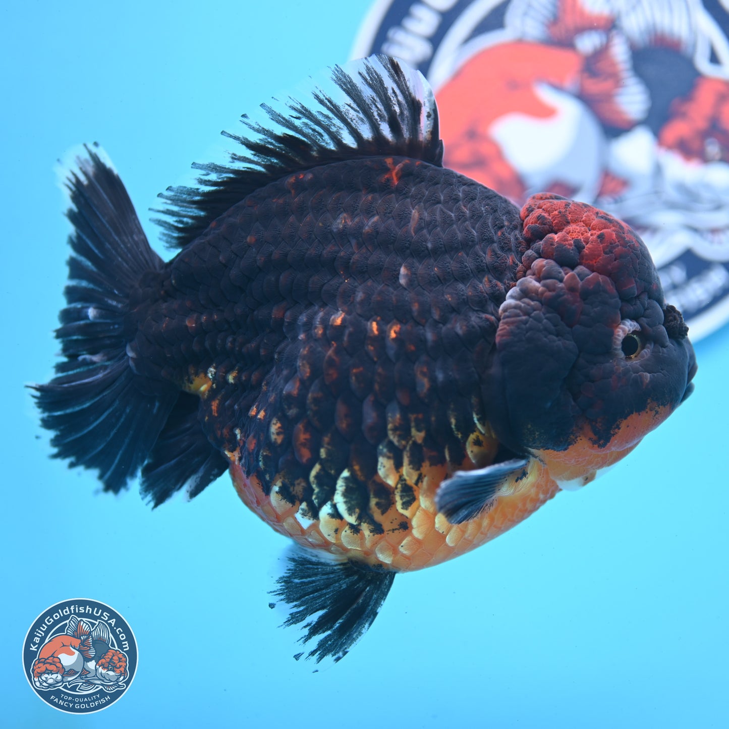 Super Jumbo Shogun Godzilla Red Kirin Oranda 7 inches (241025_OR01) - Kaiju Goldfish USA
