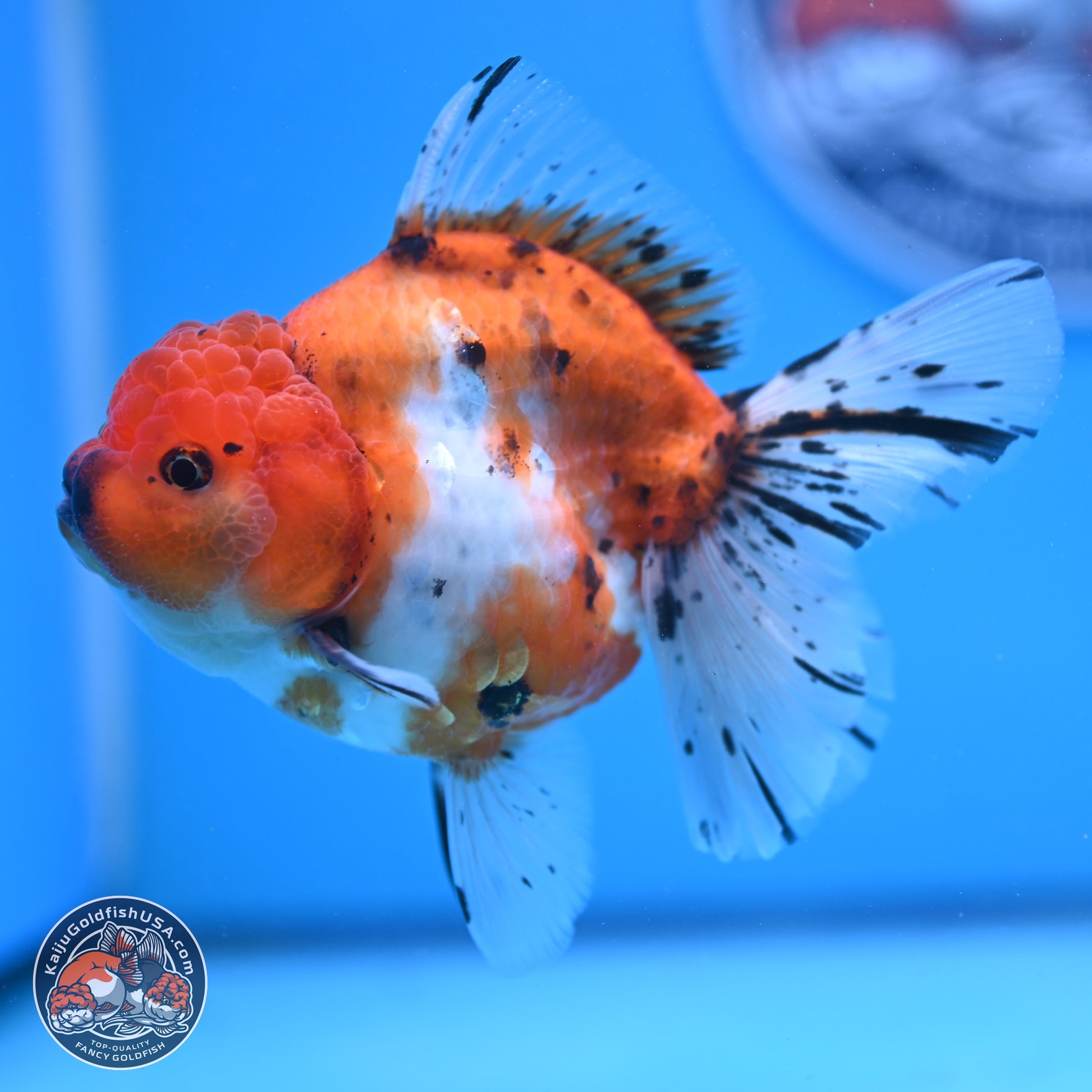 Shogun Tricolor Rose Tail Sakura Oranda 3.5in Body (240802_OR01) - Kaiju Goldfish USA