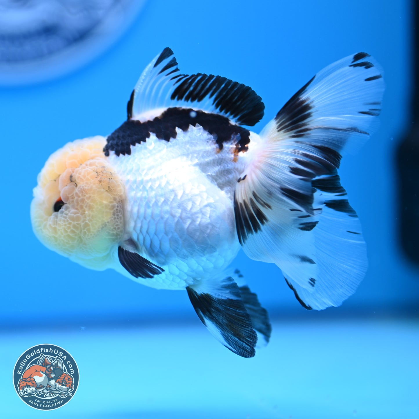 Panda Rose Tail Oranda 3.25in body (240809_OR01) - Kaiju Goldfish USA