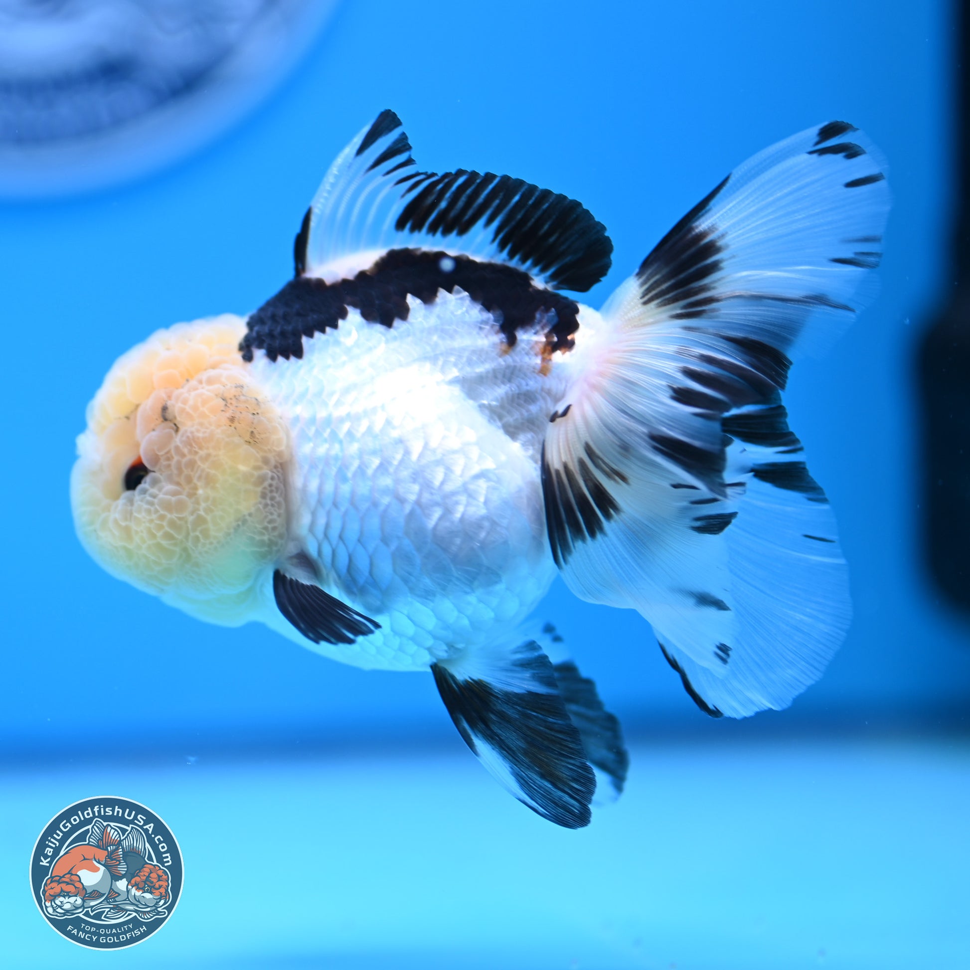 Panda Rose Tail Oranda 3.25in body (240809_OR01) - Kaiju Goldfish USA