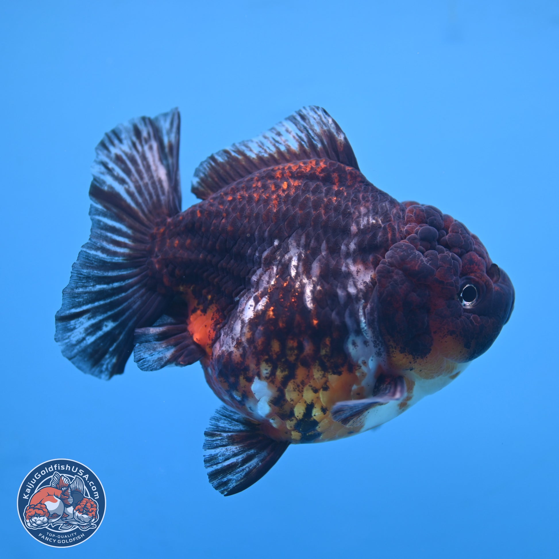 Kirin YuanBao Oranda 5 inches - Female (241115_OR01) - Kaiju Goldfish USA
