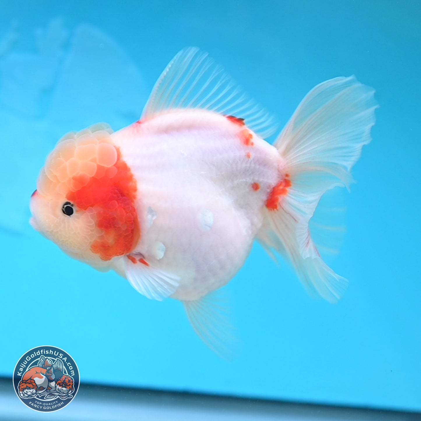 Sakura Rose Tail Oranda 4 inches Body - Female (250207_OR01)