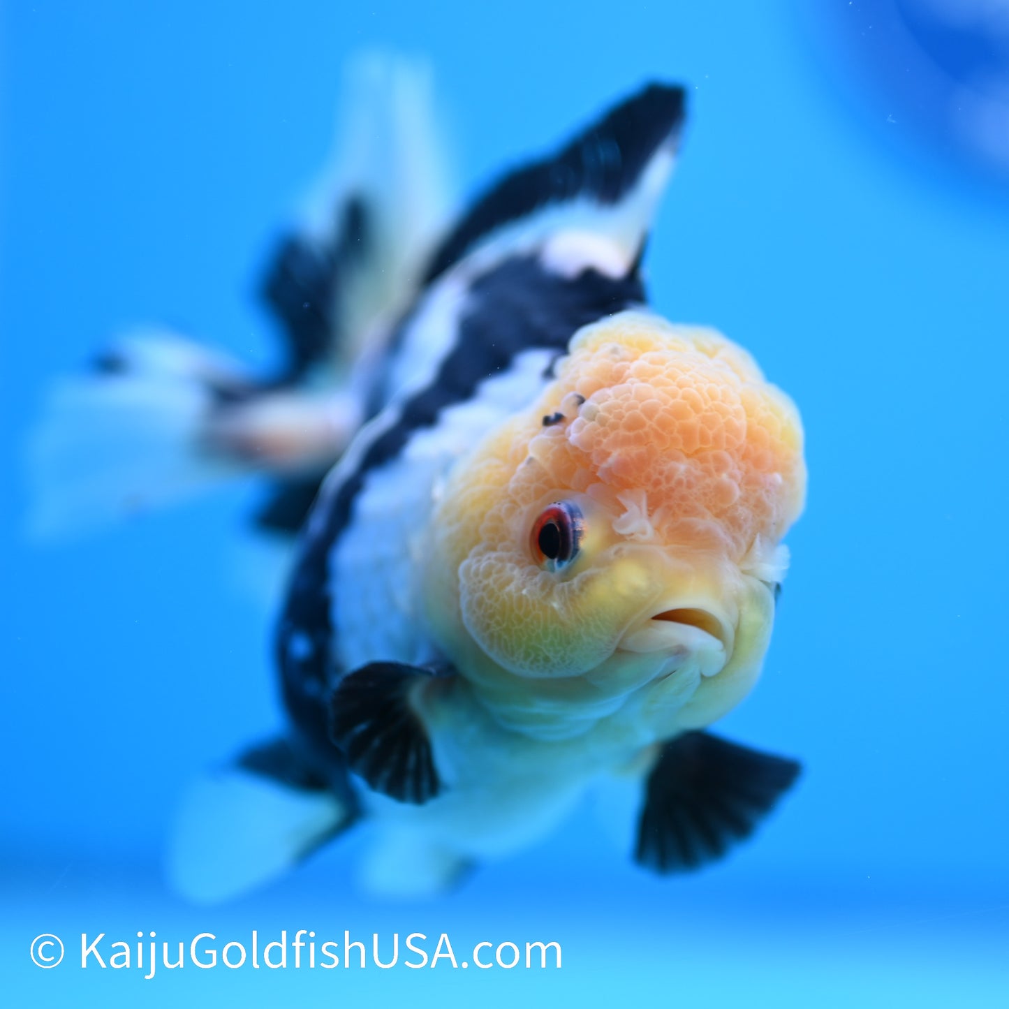 Panda Oranda 5 inches(240510_OR01) - Kaiju Goldfish USA