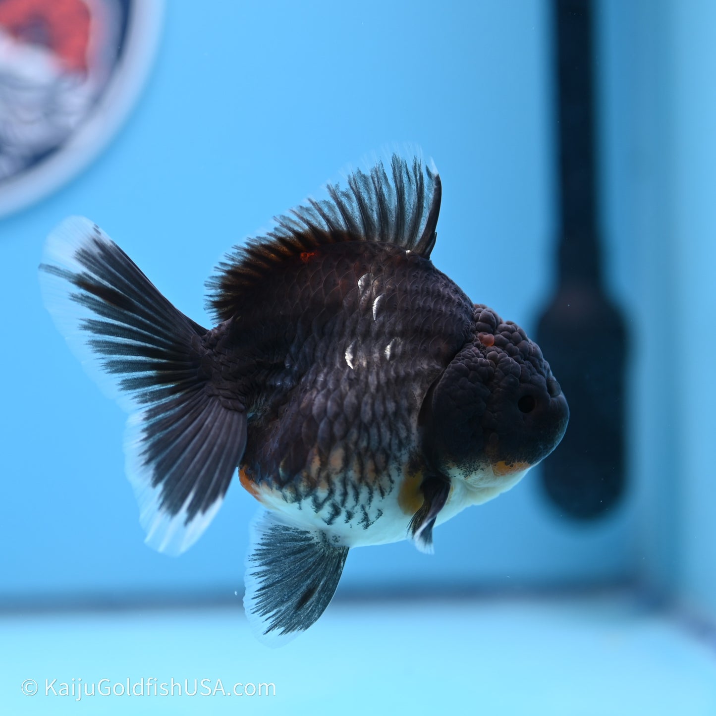 Shogun Godzilla Kirin Oranda 3.5in Body (240719_OR01) - Kaiju Goldfish USA