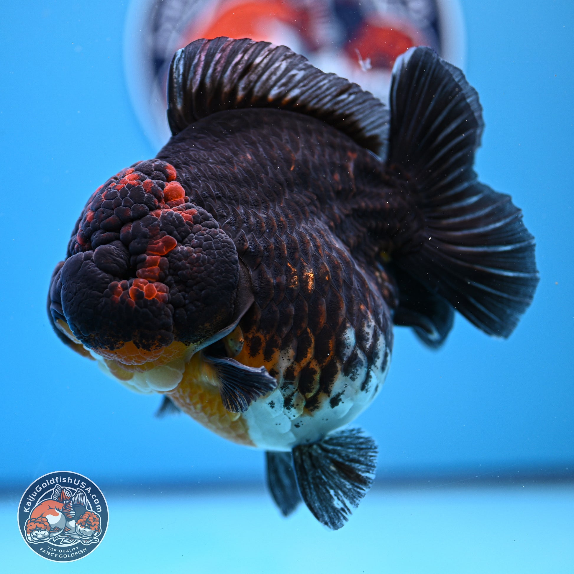 Jumbo Shogun Godzilla Kirin Oranda 5in Body (240823_OR1) - Overnight shipping only - Kaiju Goldfish USA