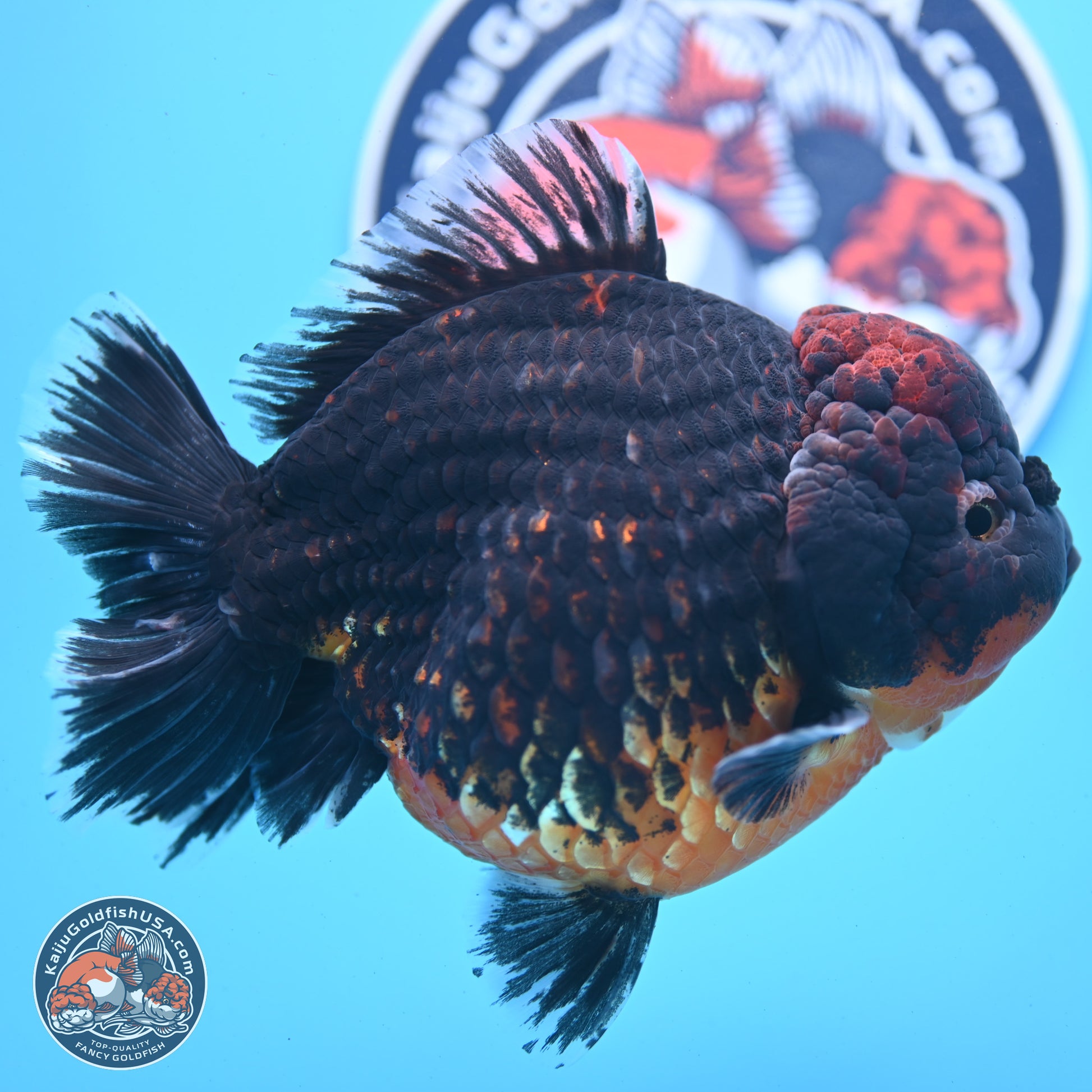 Super Jumbo Shogun Godzilla Red Kirin Oranda 7 inches (241025_OR01) - Kaiju Goldfish USA