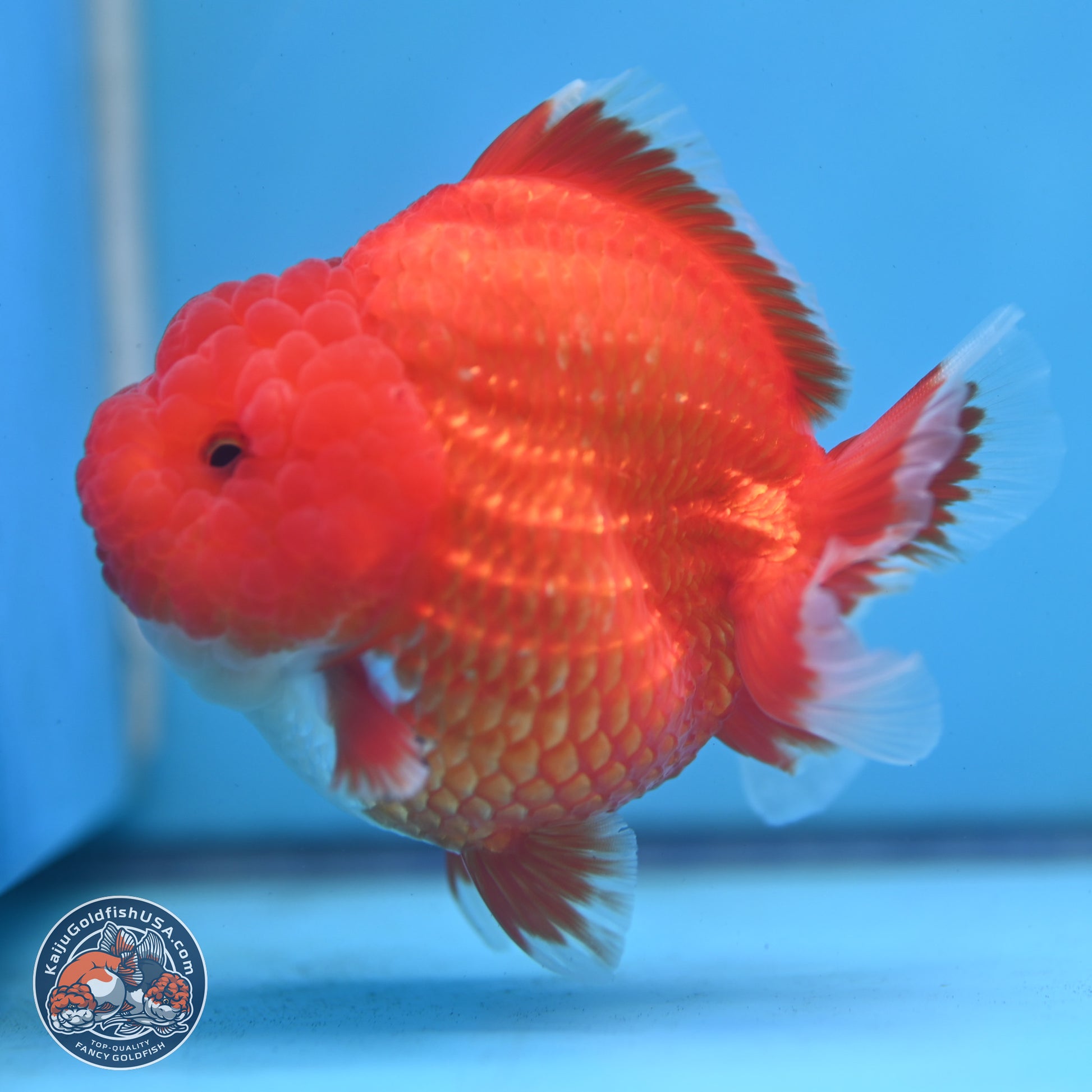 Red White YuanBao Oranda 3.5 inches Body - Female (250103_OR01) - Kaiju Goldfish USA