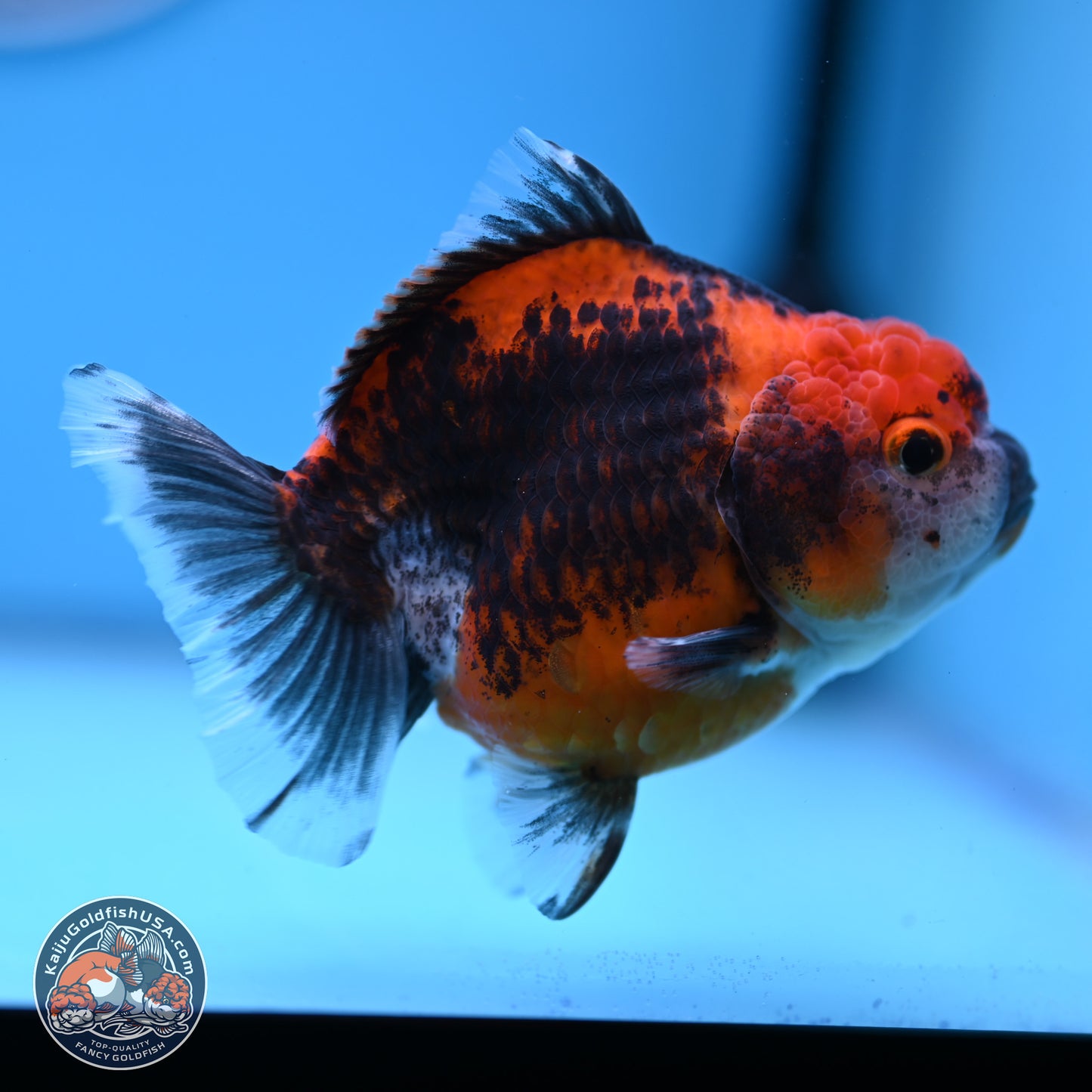 Shogun Kirin Oranda 3.75-4.5 in (241011_OR01) - Kaiju Goldfish USA