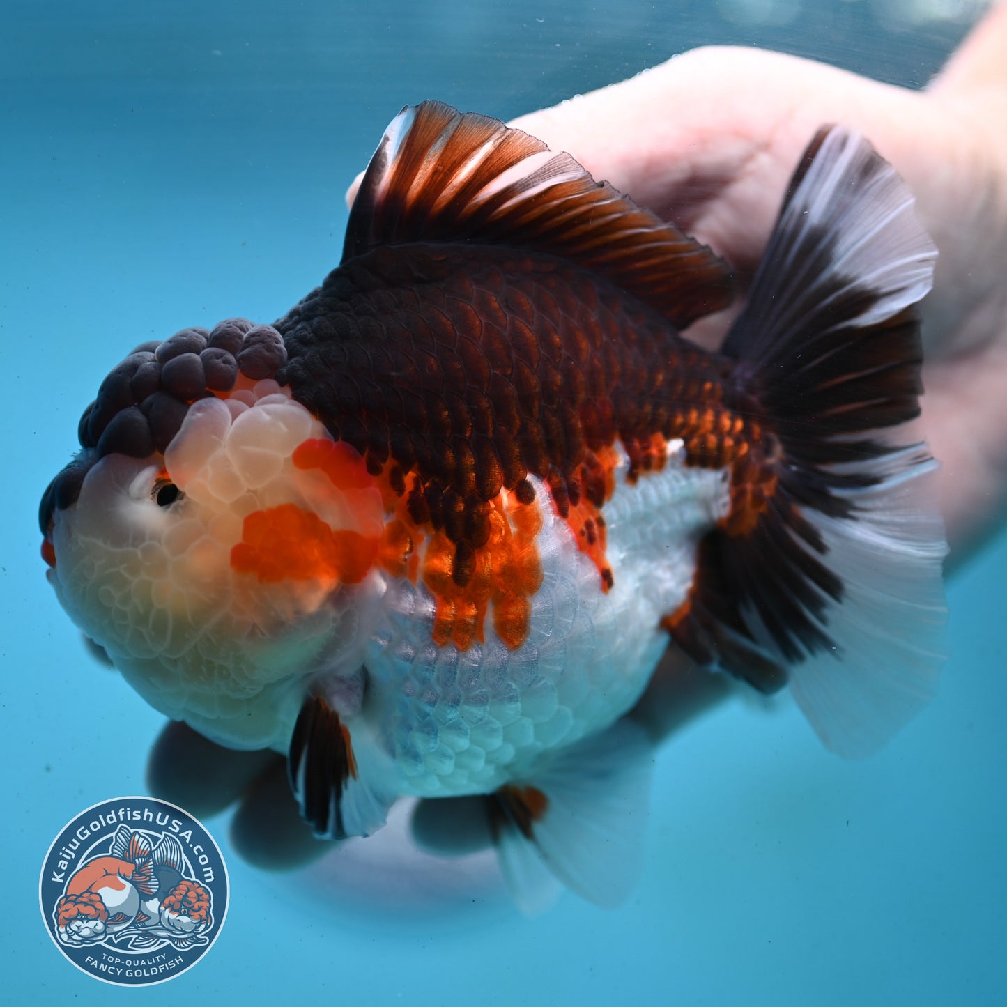 AAA Grade Tricolor Oranda 4.5 inch Body (250919_OR01)