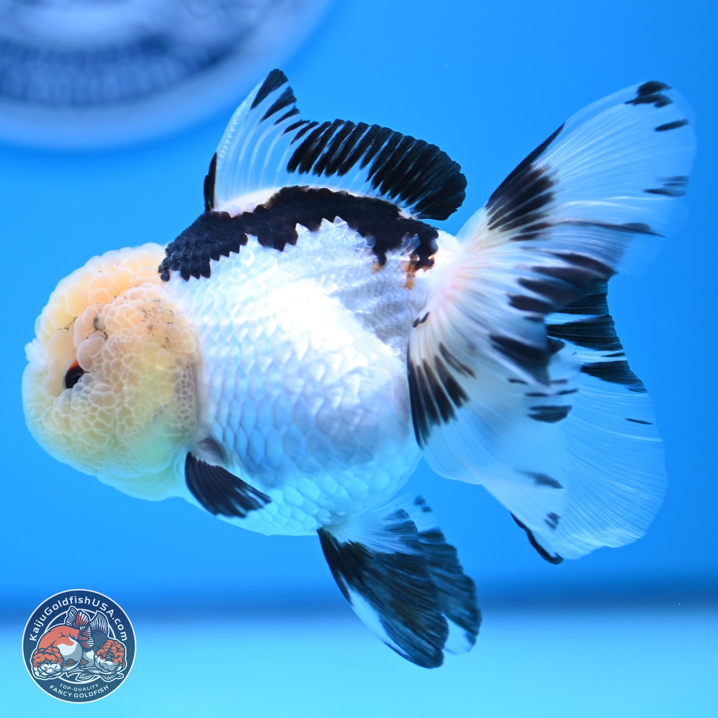 Panda Rose Tail Oranda 3.25in body (240809_OR01) - Kaiju Goldfish USA