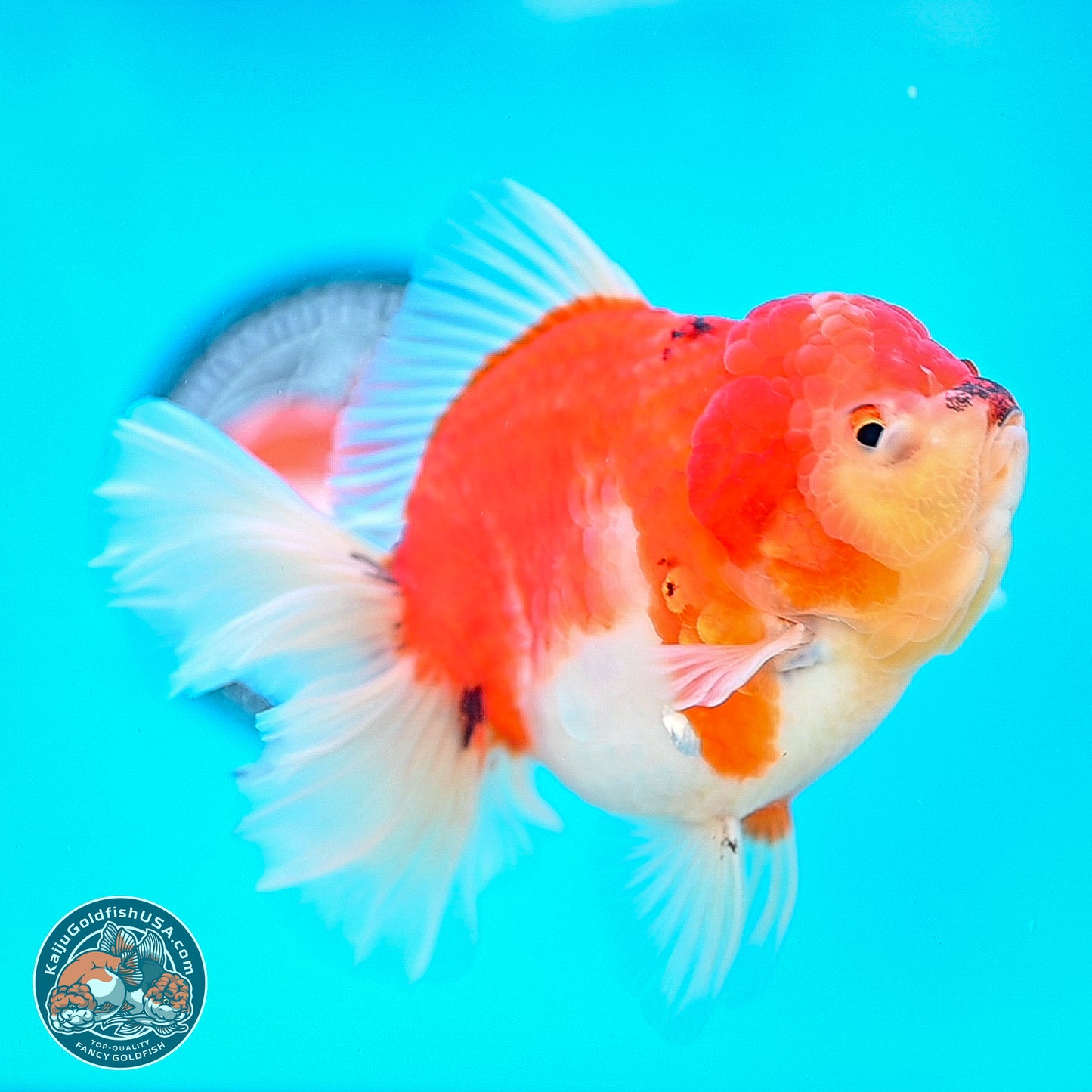 Tricolor Sakura Rose Tail Oranda 4 inches Body - Female (250214_OR01)