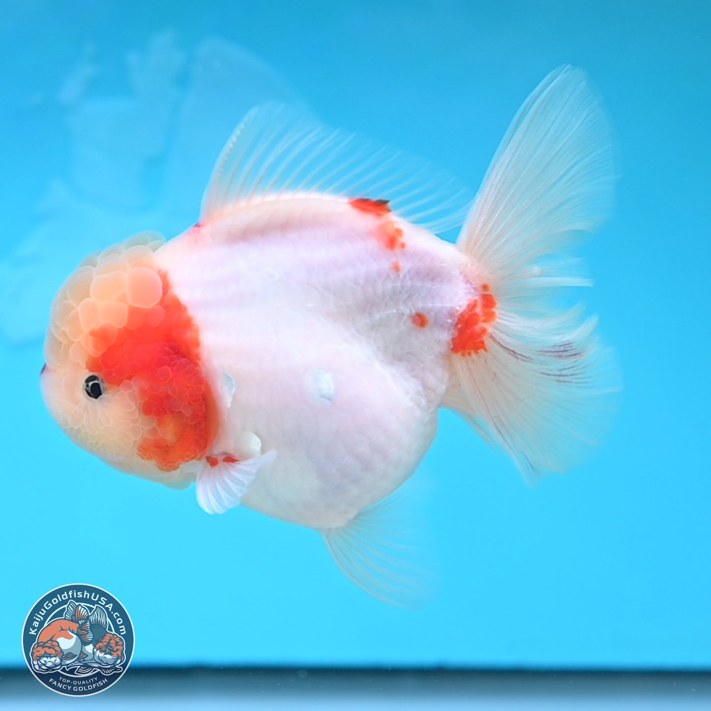 Sakura Rose Tail Oranda 4 inches Body - Female (250207_OR01)