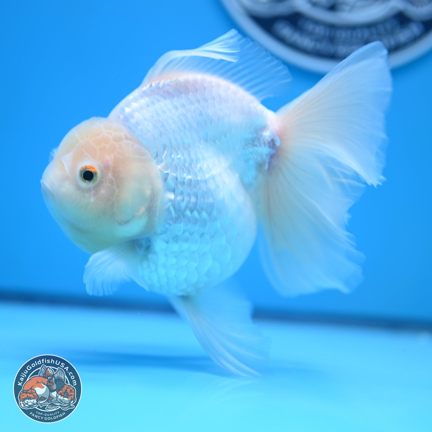 Snow White Rose Tail Oranda 4-7 inches (240906_OR01) - Kaiju Goldfish USA