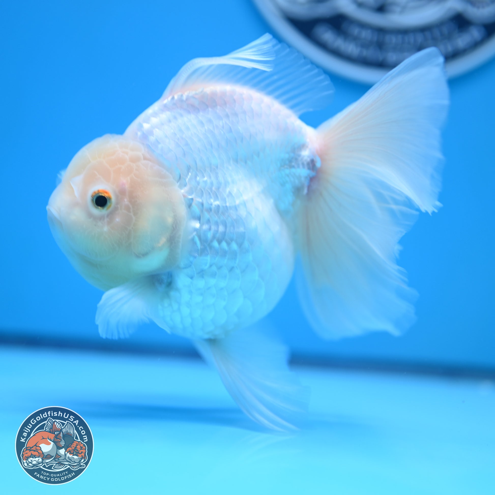 Snow White Rose Tail Oranda 4-7 inches (240906_OR01) - Kaiju Goldfish USA