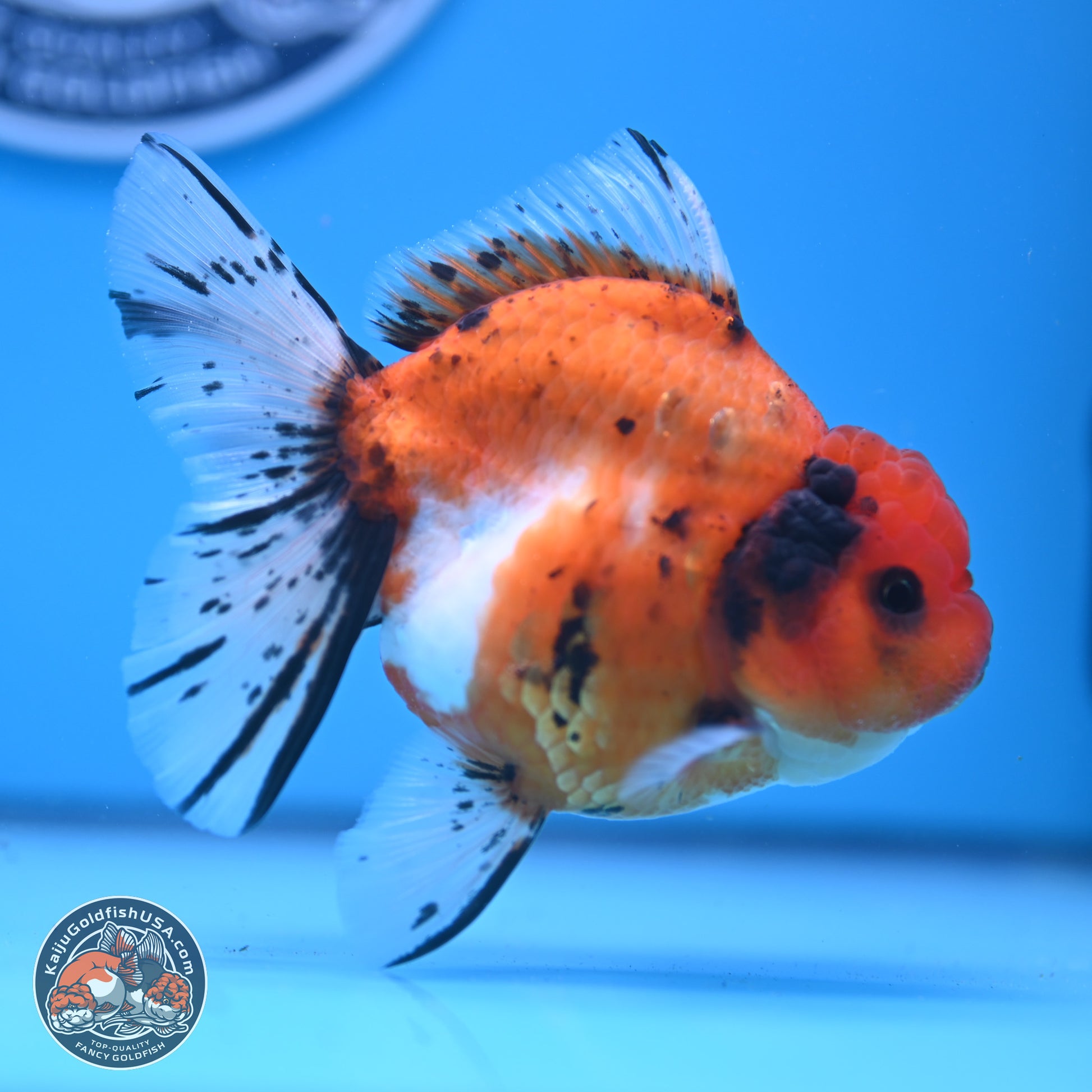 Shogun Tricolor Rose Tail Sakura Oranda 3.5in Body (240802_OR01) - Kaiju Goldfish USA