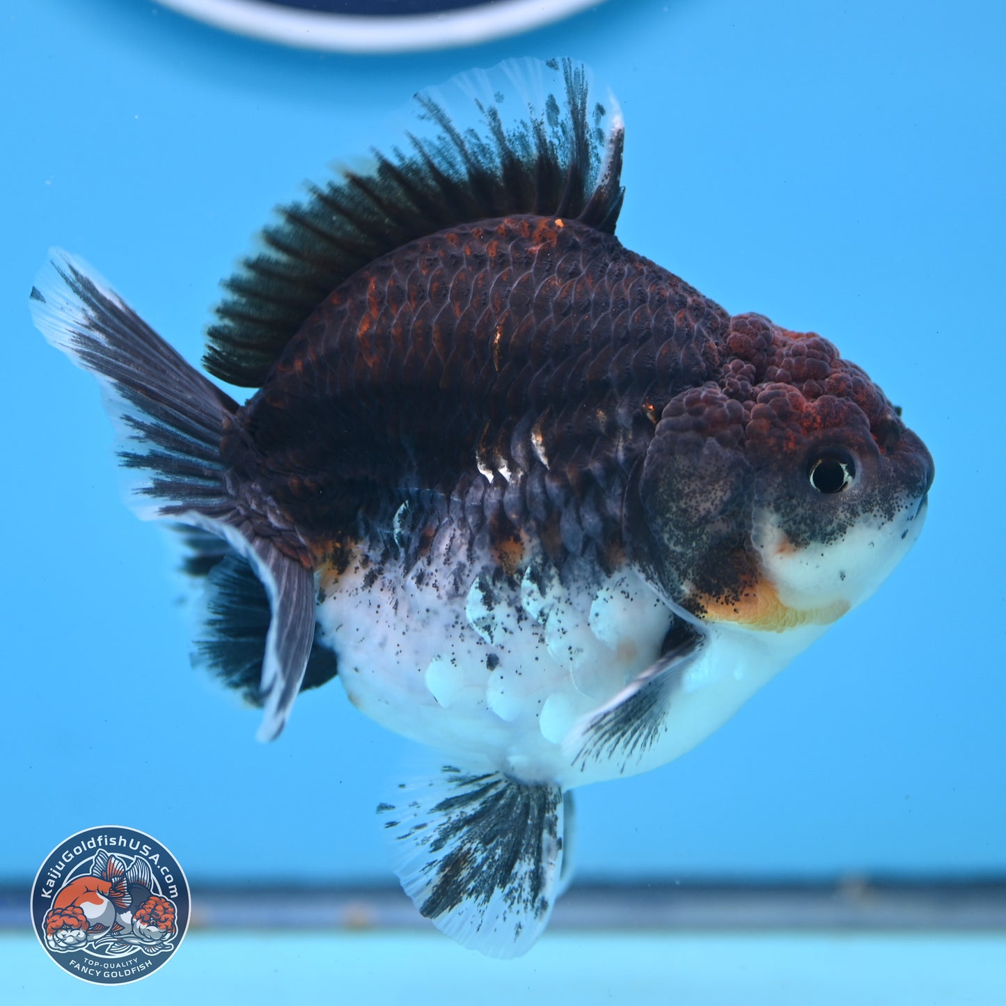 Shogun Kirin Oranda 3.5-4 inches (241004_OR01) - Kaiju Goldfish USA