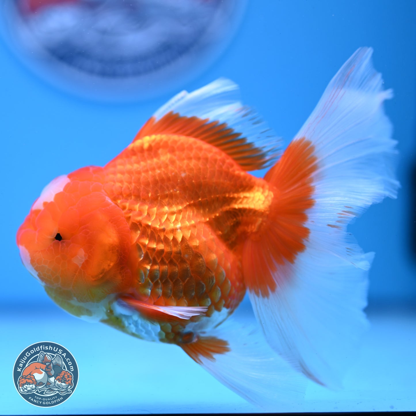 Jade Seal Red White Rose Tail Oranda 4-5 inches (240913_OR01) - Kaiju Goldfish USA