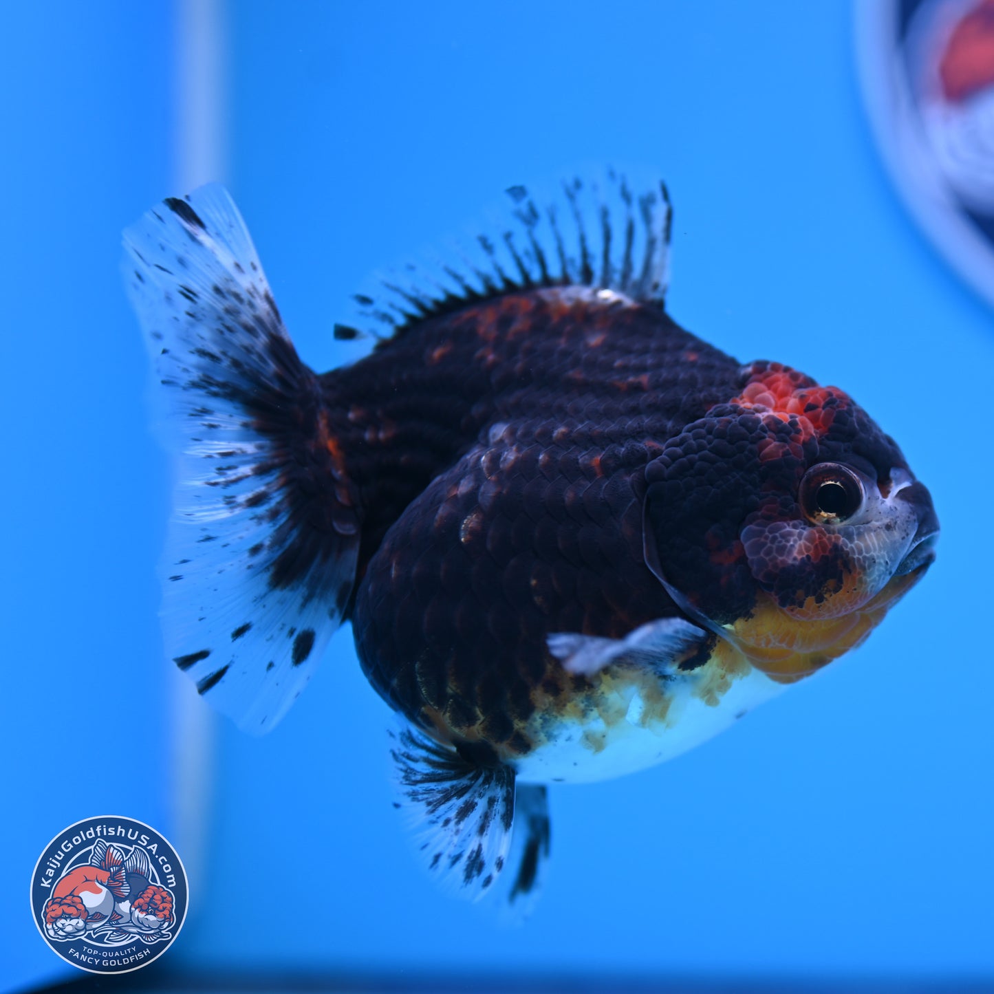 Shogun Kirin YuanBao Oranda 4in Body (240816_OR01) - Kaiju Goldfish USA