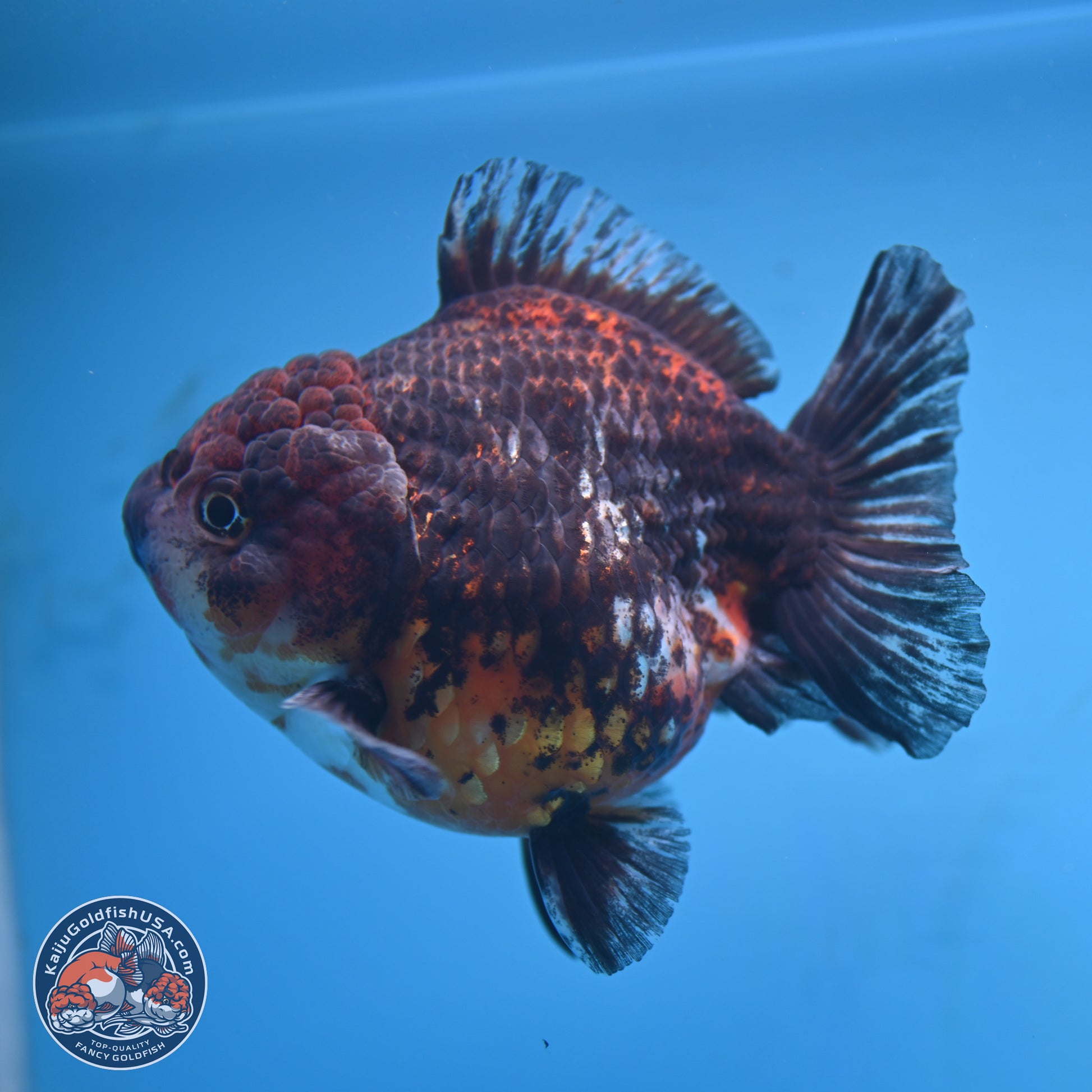 Kirin YuanBao Oranda 5 inches - Female (241115_OR01) - Kaiju Goldfish USA