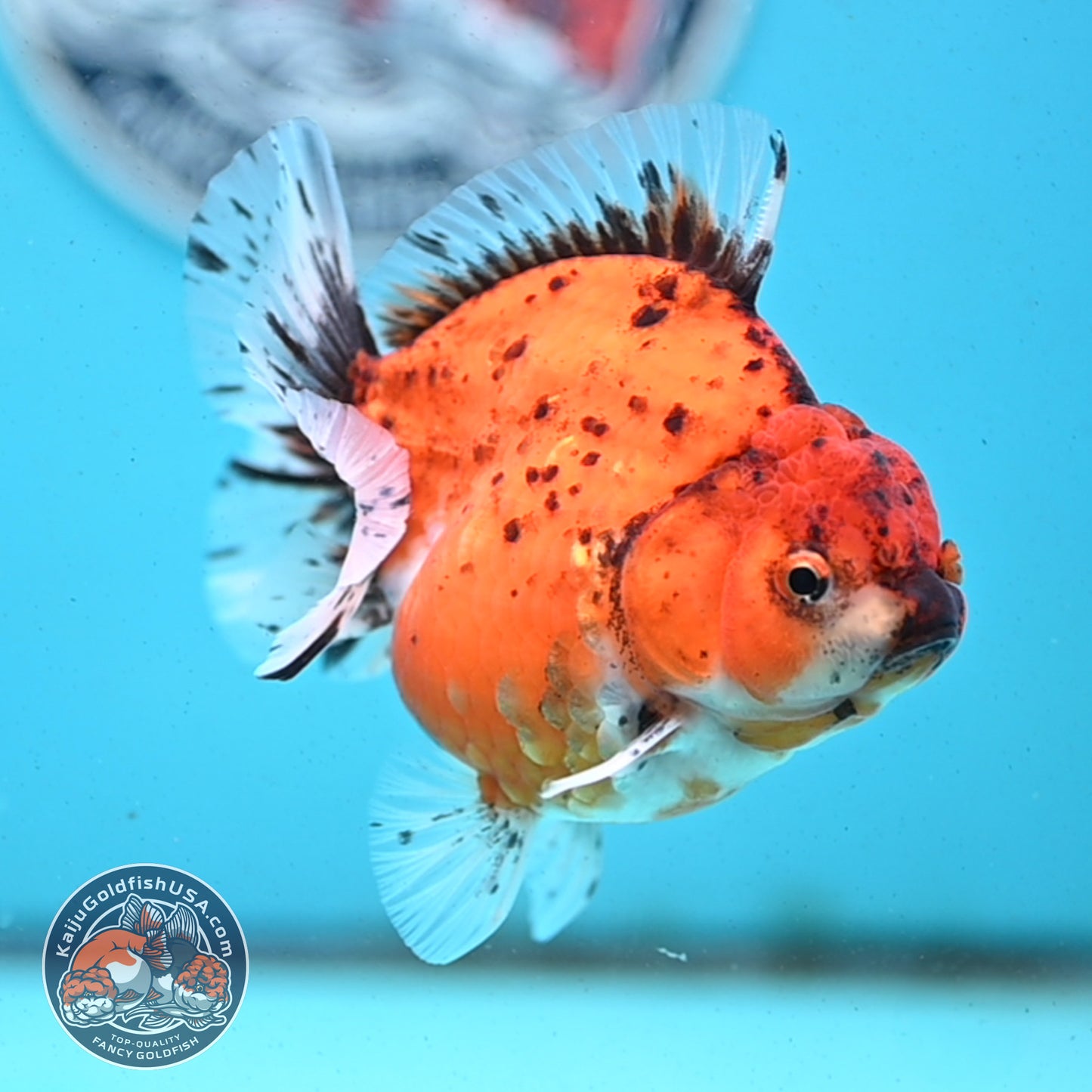Shogun Tiger Oranda 3.8 inches Body - Female (250418_OR01)