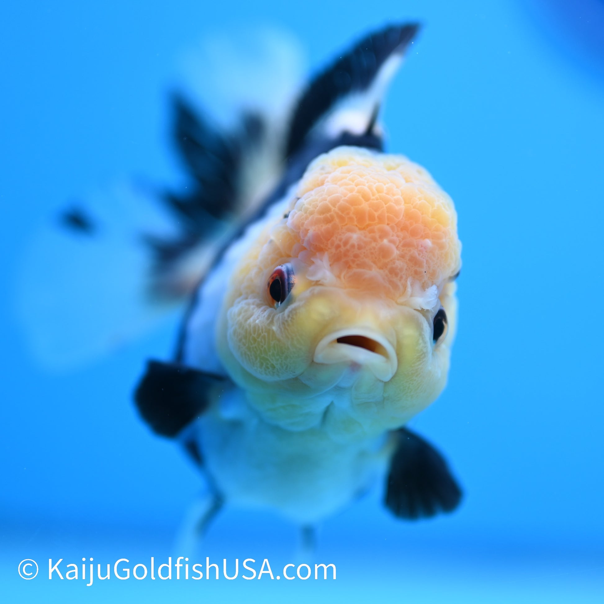 Panda Oranda 5 inches(240510_OR01) - Kaiju Goldfish USA