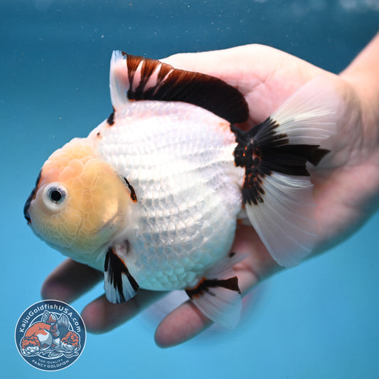 Panda Oranda 4 inch Body (251003_OR01)