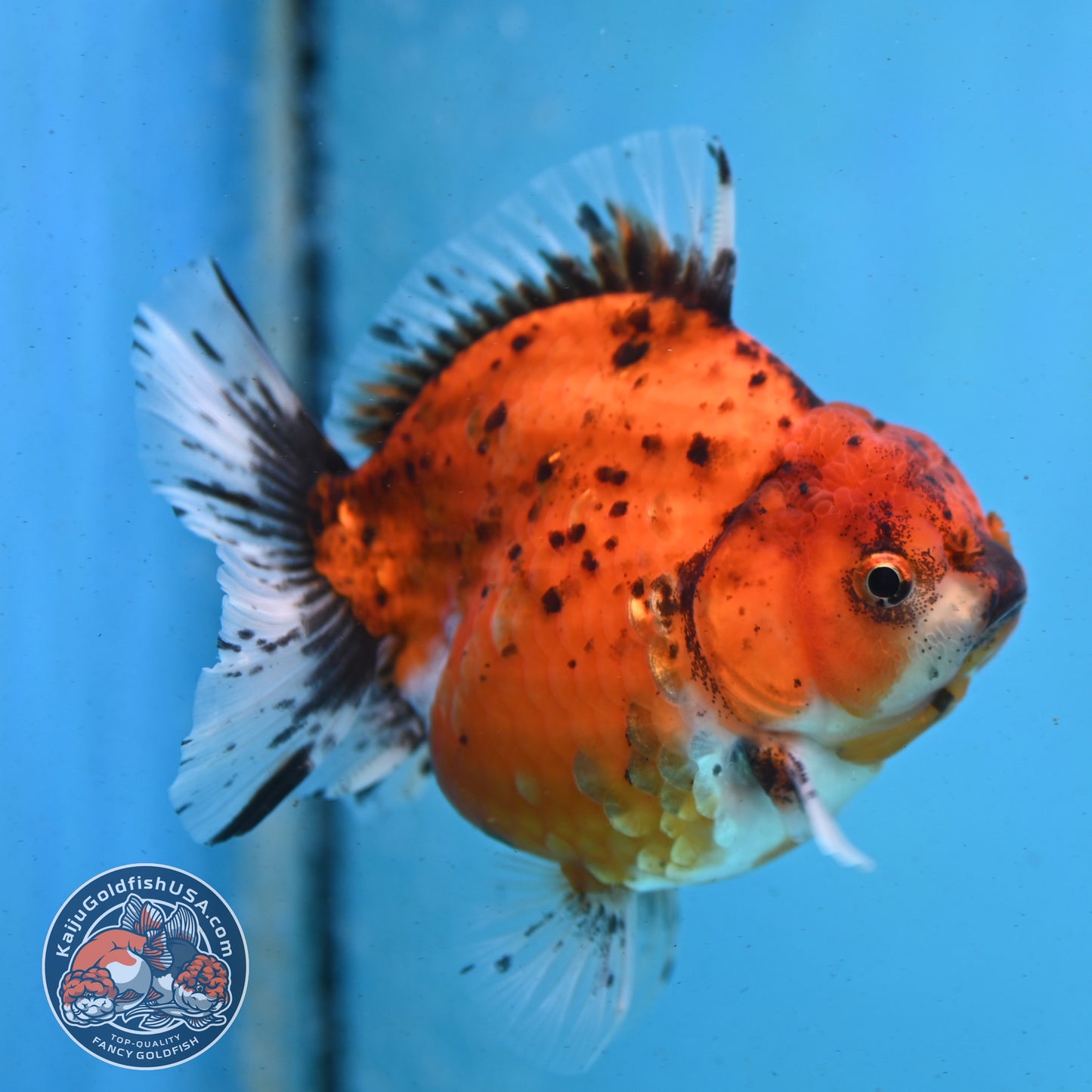 Shogun Tiger Oranda 3.8 inches Body - Female (250418_OR01)