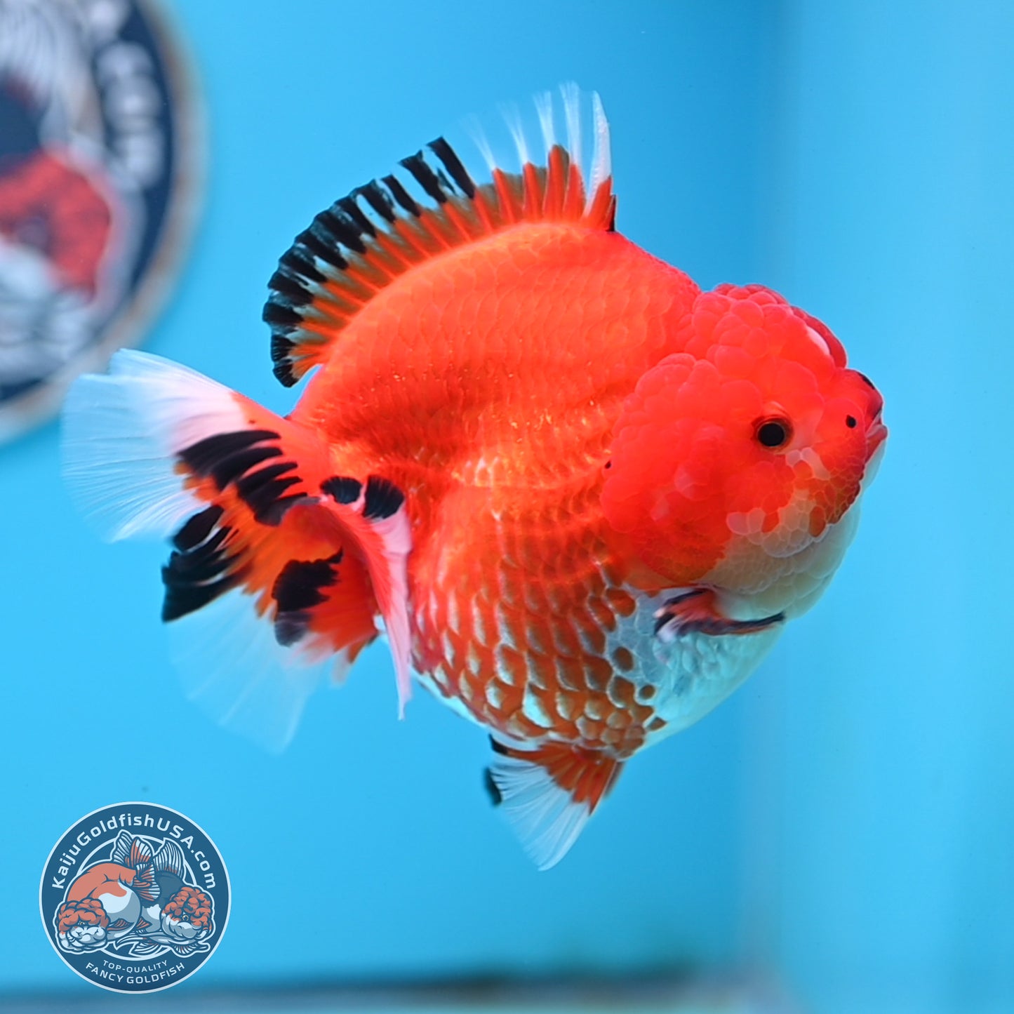 Jumbo Red White YuanBao Oranda 4.5 inches Body (250516_OR01)