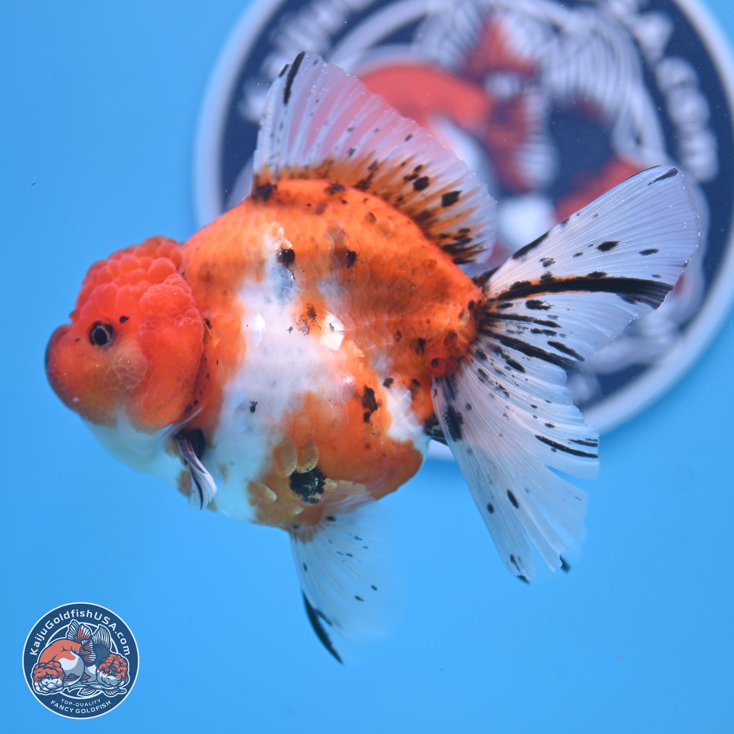 Shogun Tricolor Rose Tail Sakura Oranda 3.5in Body (240802_OR01) - Kaiju Goldfish USA