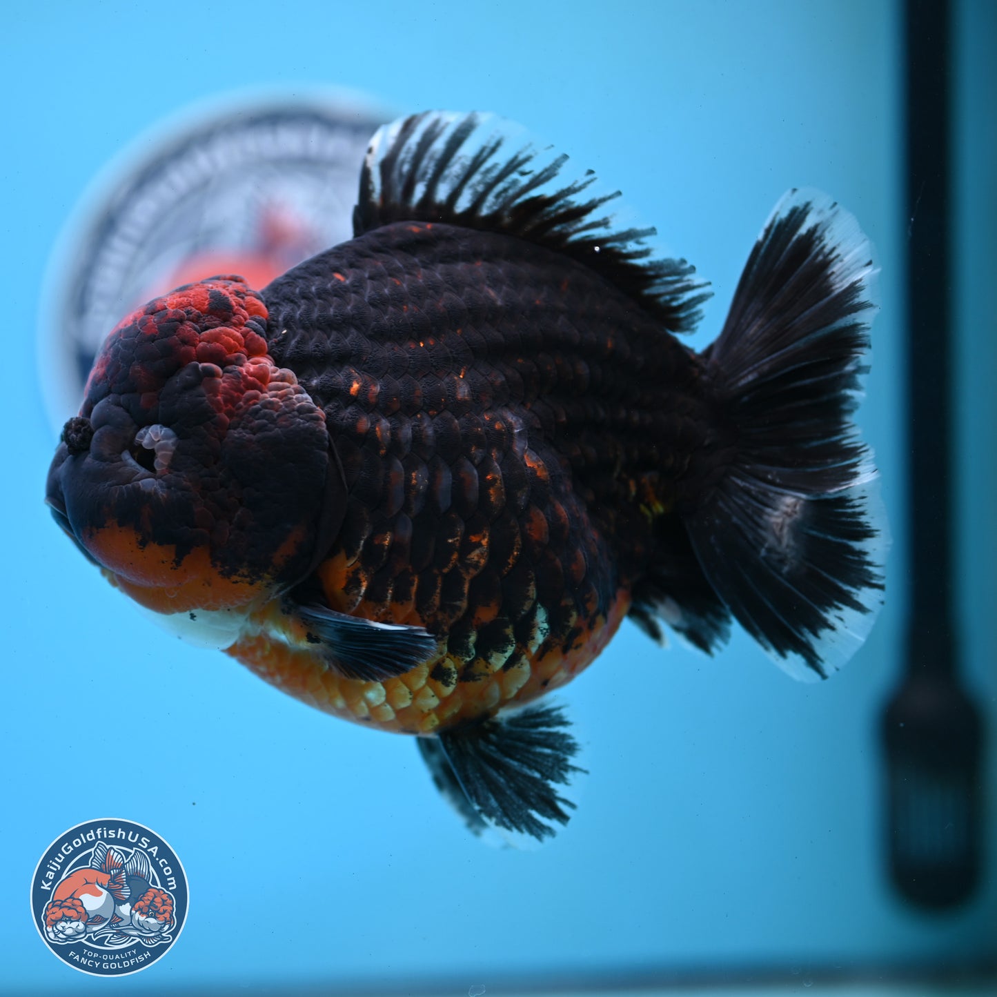 Super Jumbo Shogun Godzilla Red Kirin Oranda 7 inches (241025_OR01) - Kaiju Goldfish USA