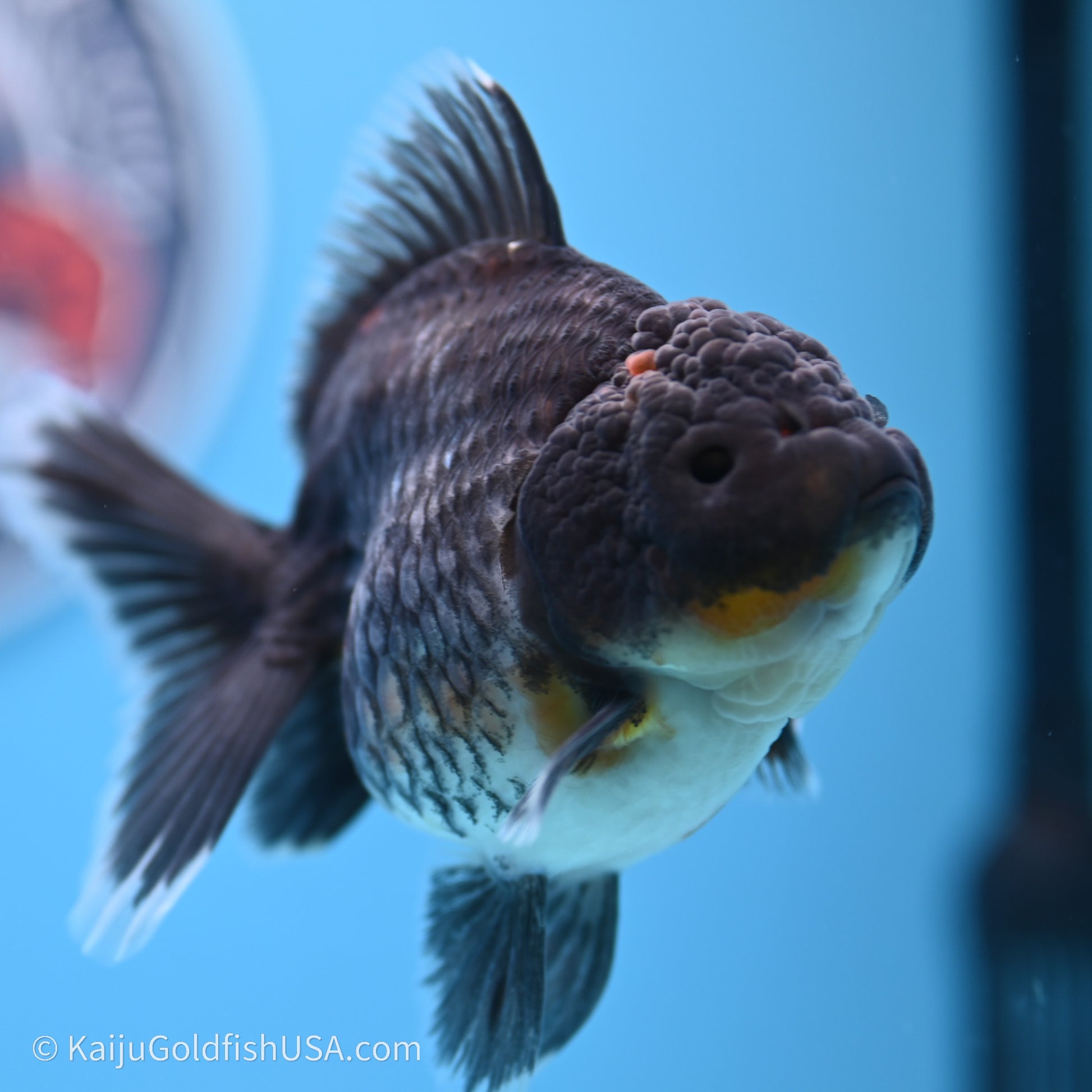 Shogun Godzilla Kirin Oranda 3.5in Body (240719_OR01) - Kaiju Goldfish USA