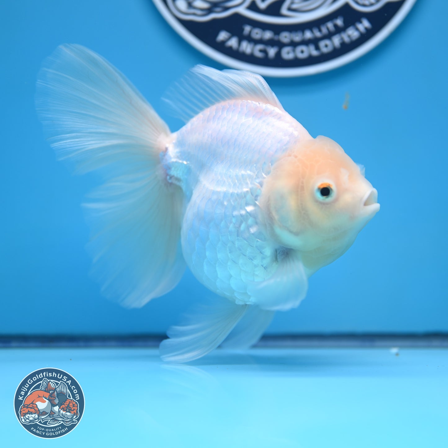 Snow White Rose Tail Oranda 4-7 inches (240906_OR01) - Kaiju Goldfish USA