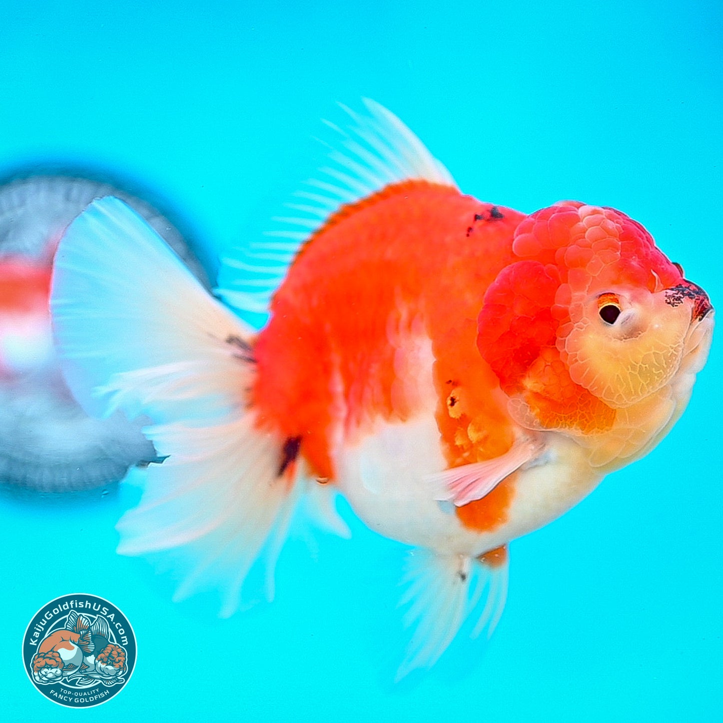 Tricolor Sakura Rose Tail Oranda 4 inches Body - Female (250214_OR01)