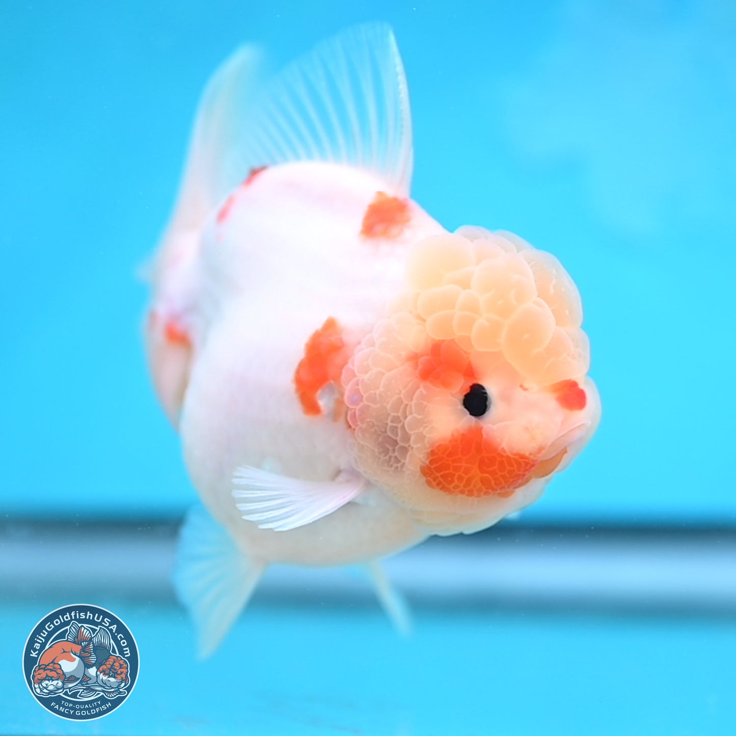 Sakura Rose Tail Oranda 4 inches Body - Female (250207_OR01)