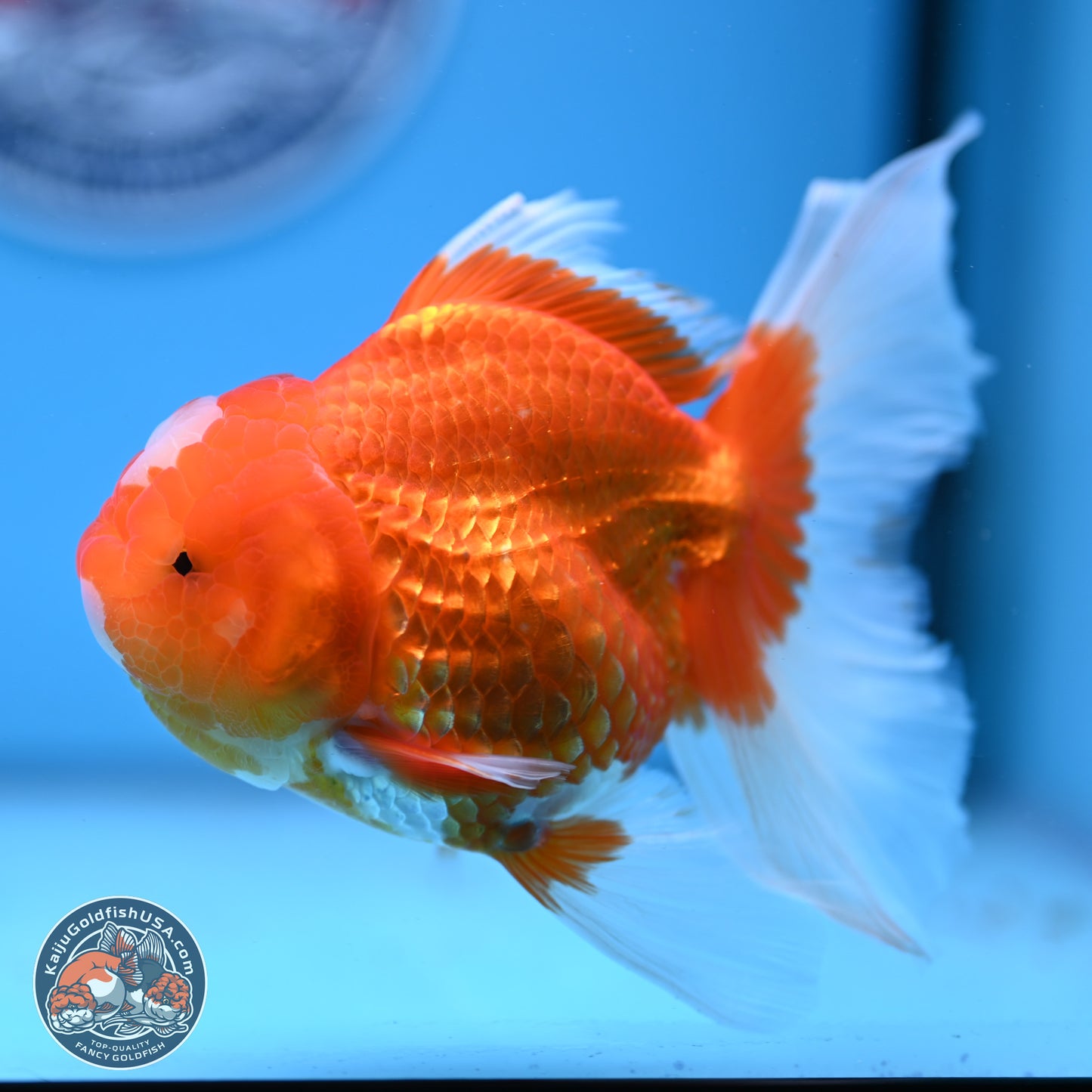 Jade Seal Red White Rose Tail Oranda 4-5 inches (240913_OR01) - Kaiju Goldfish USA