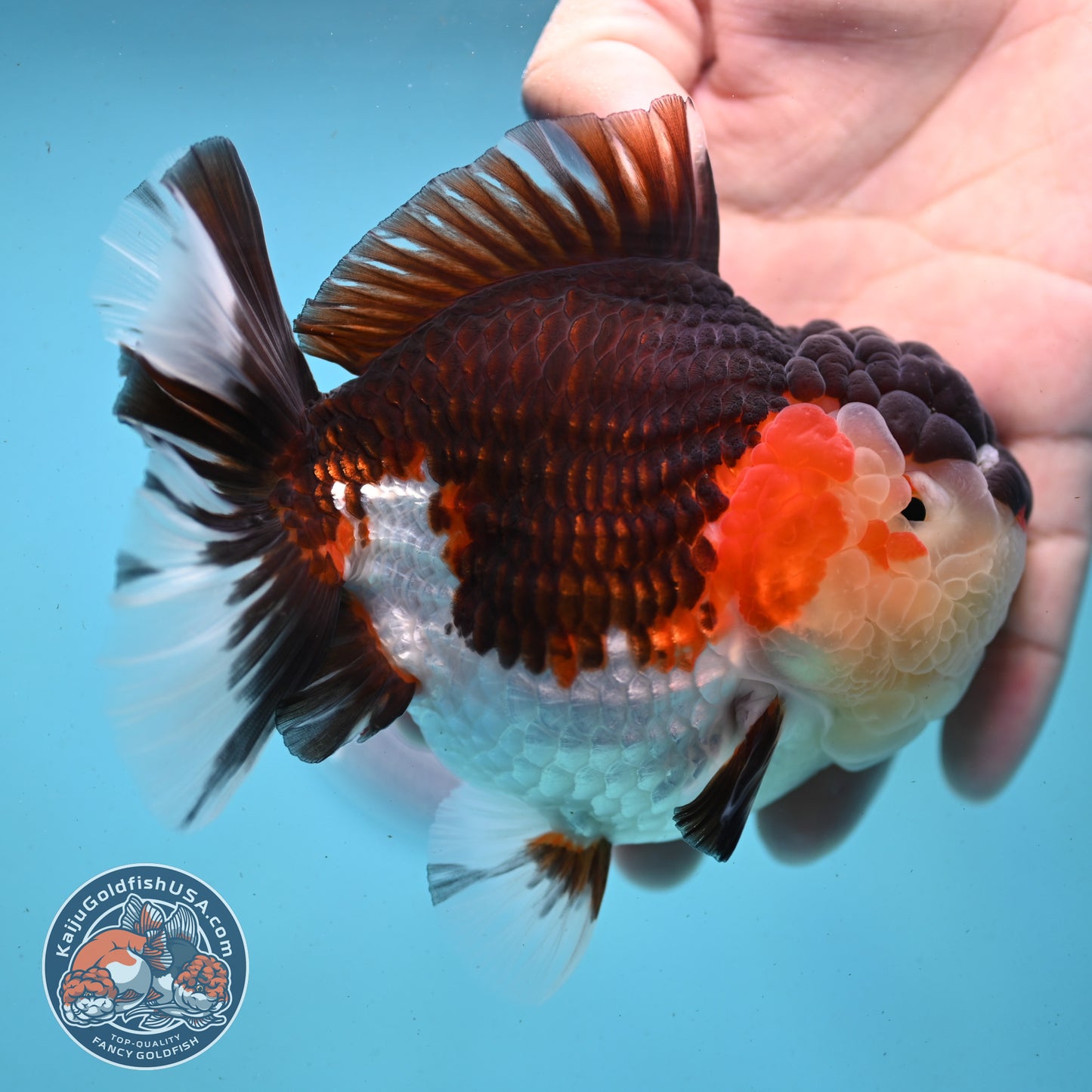 AAA Grade Tricolor Oranda 4.5 inch Body (250919_OR01)