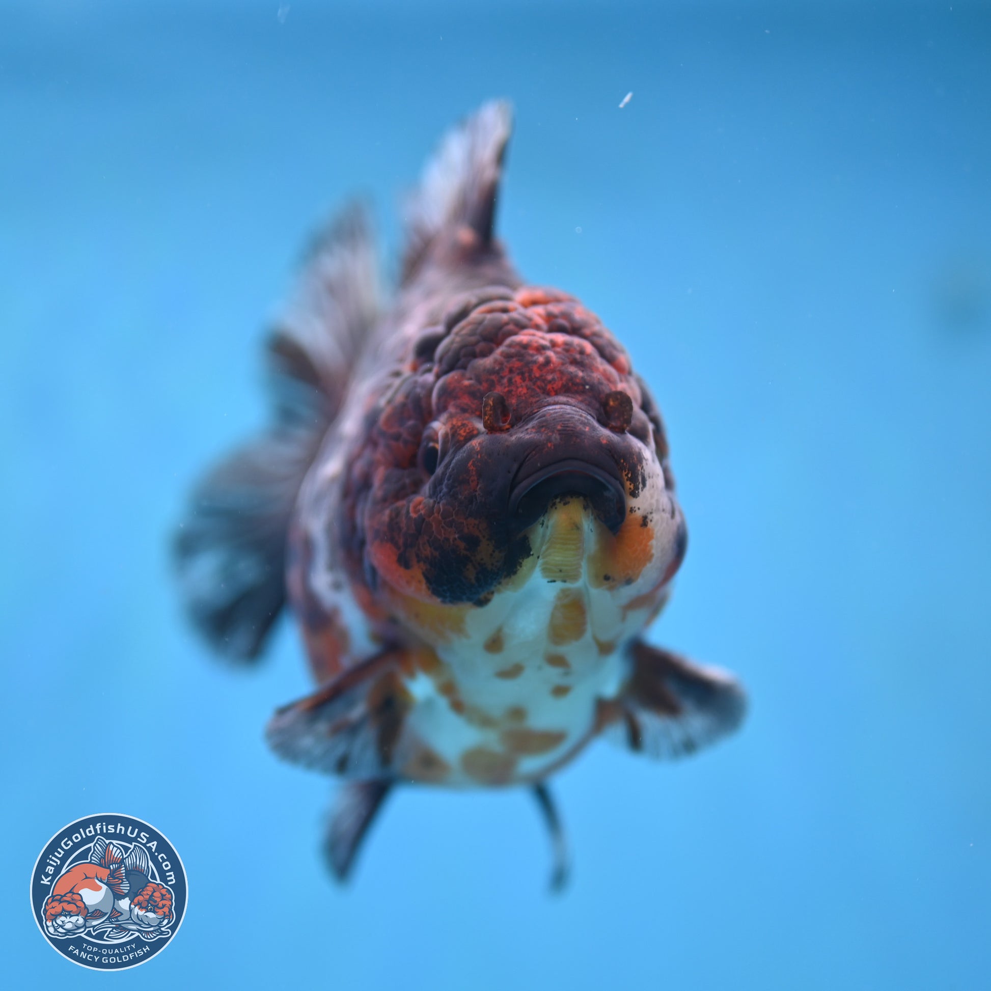 Kirin YuanBao Oranda 5 inches - Female (241115_OR01) - Kaiju Goldfish USA