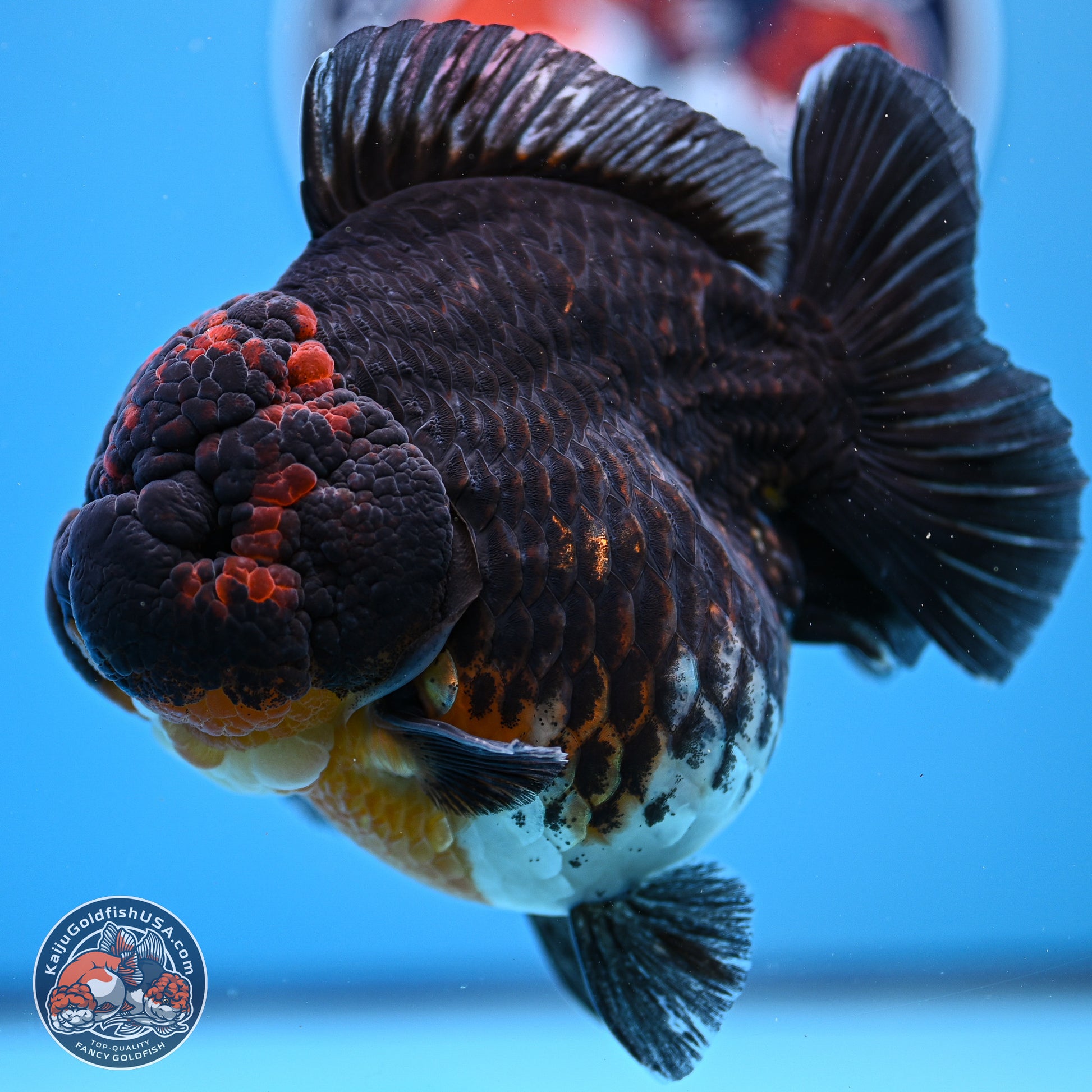 Jumbo Shogun Godzilla Kirin Oranda 5in Body (240823_OR1) - Overnight shipping only - Kaiju Goldfish USA