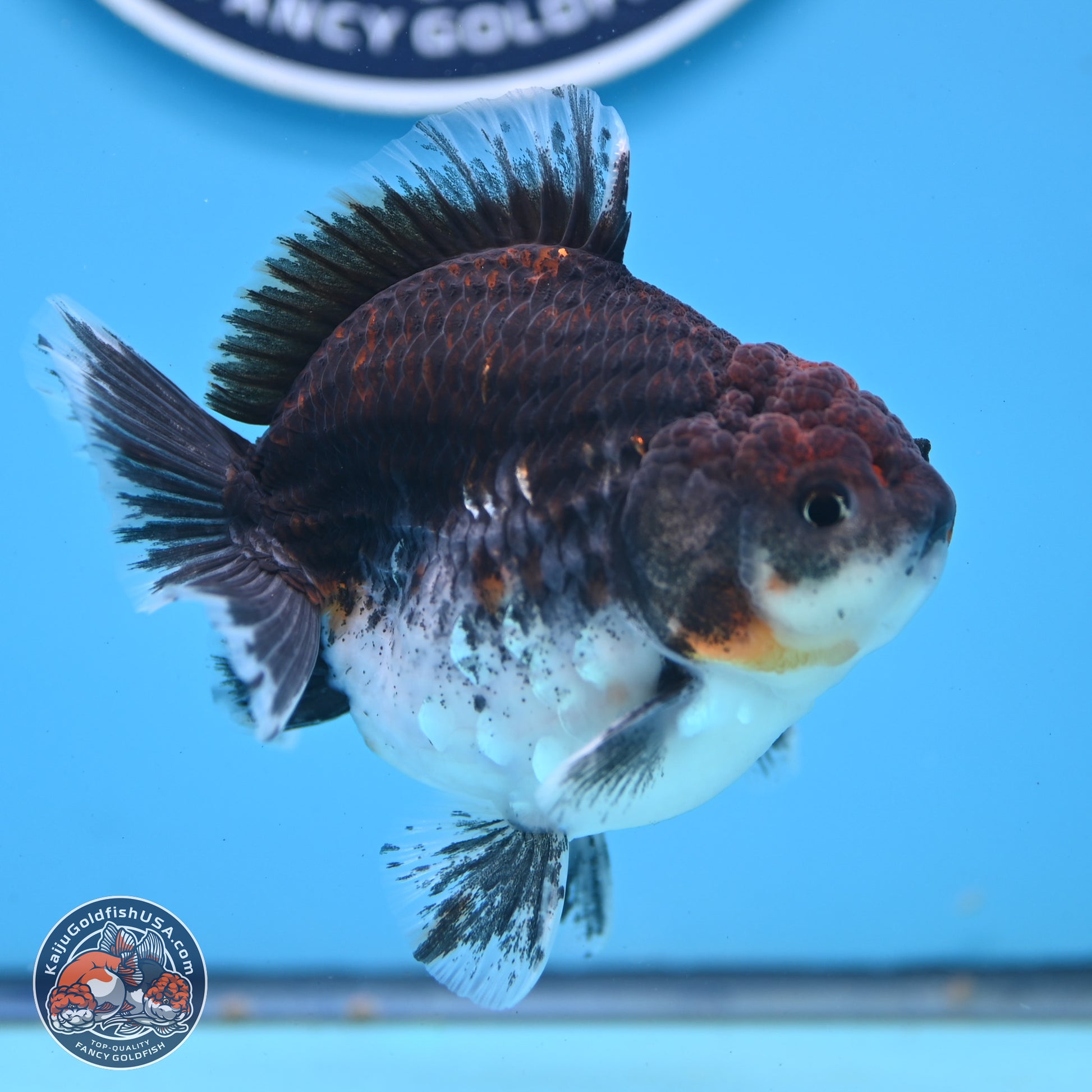 Shogun Kirin Oranda 3.5-4 inches (241004_OR01) - Kaiju Goldfish USA