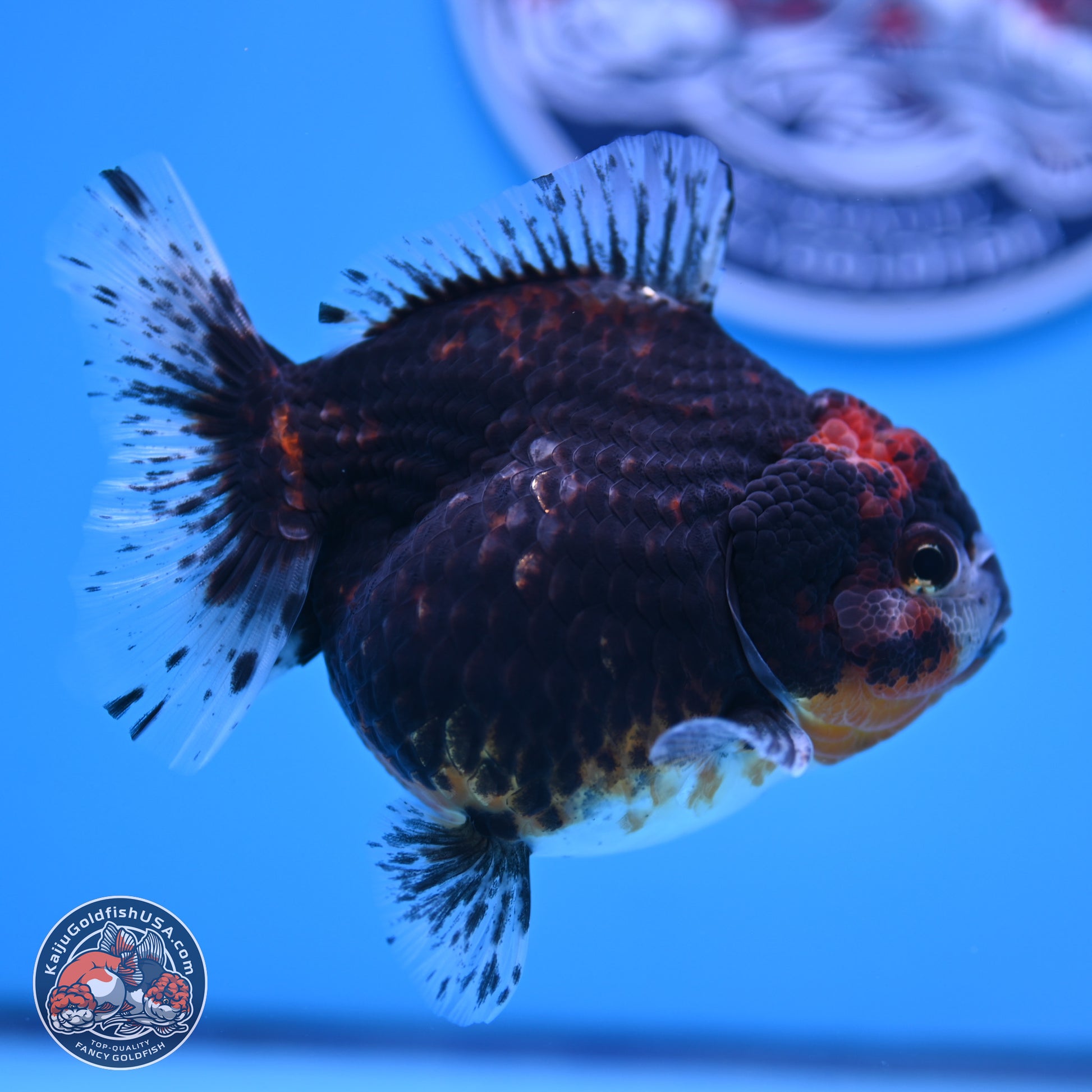 Shogun Kirin YuanBao Oranda 4in Body (240816_OR01) - Kaiju Goldfish USA