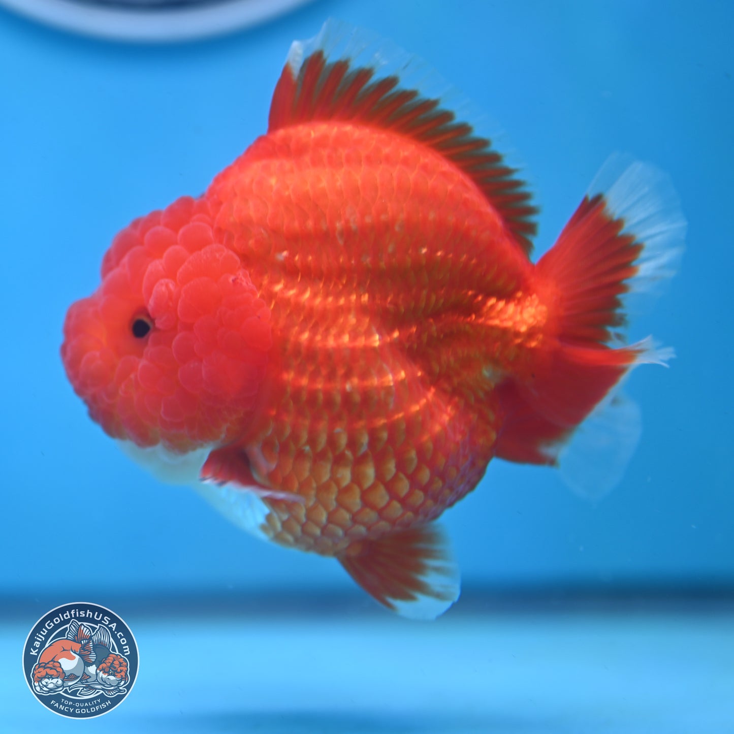 Red White YuanBao Oranda 3.5 inches Body - Female (250103_OR01) - Kaiju Goldfish USA