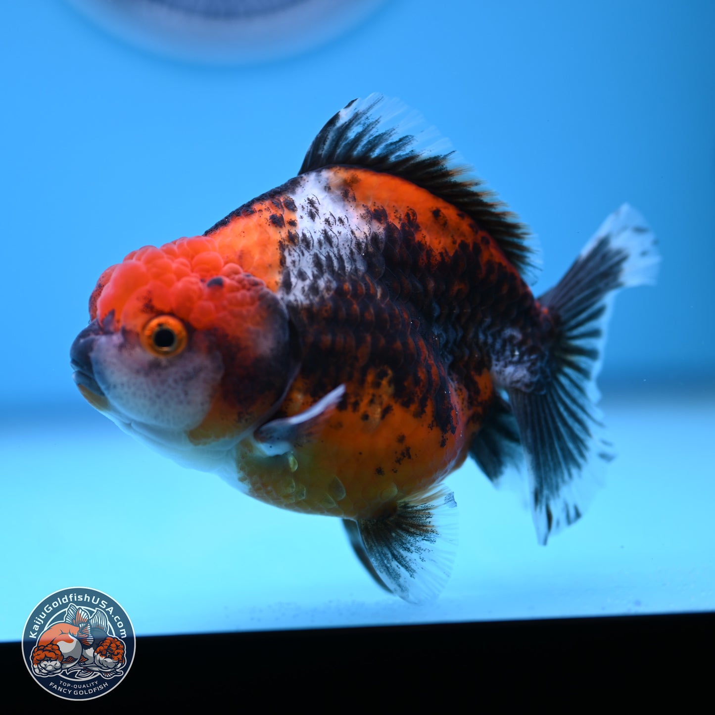 Shogun Kirin Oranda 3.75-4.5 in (241011_OR01) - Kaiju Goldfish USA