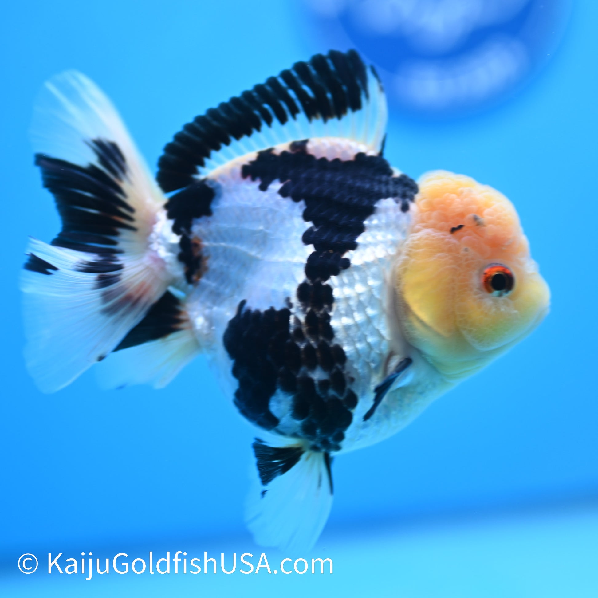 Panda Oranda 5 inches(240510_OR01) - Kaiju Goldfish USA