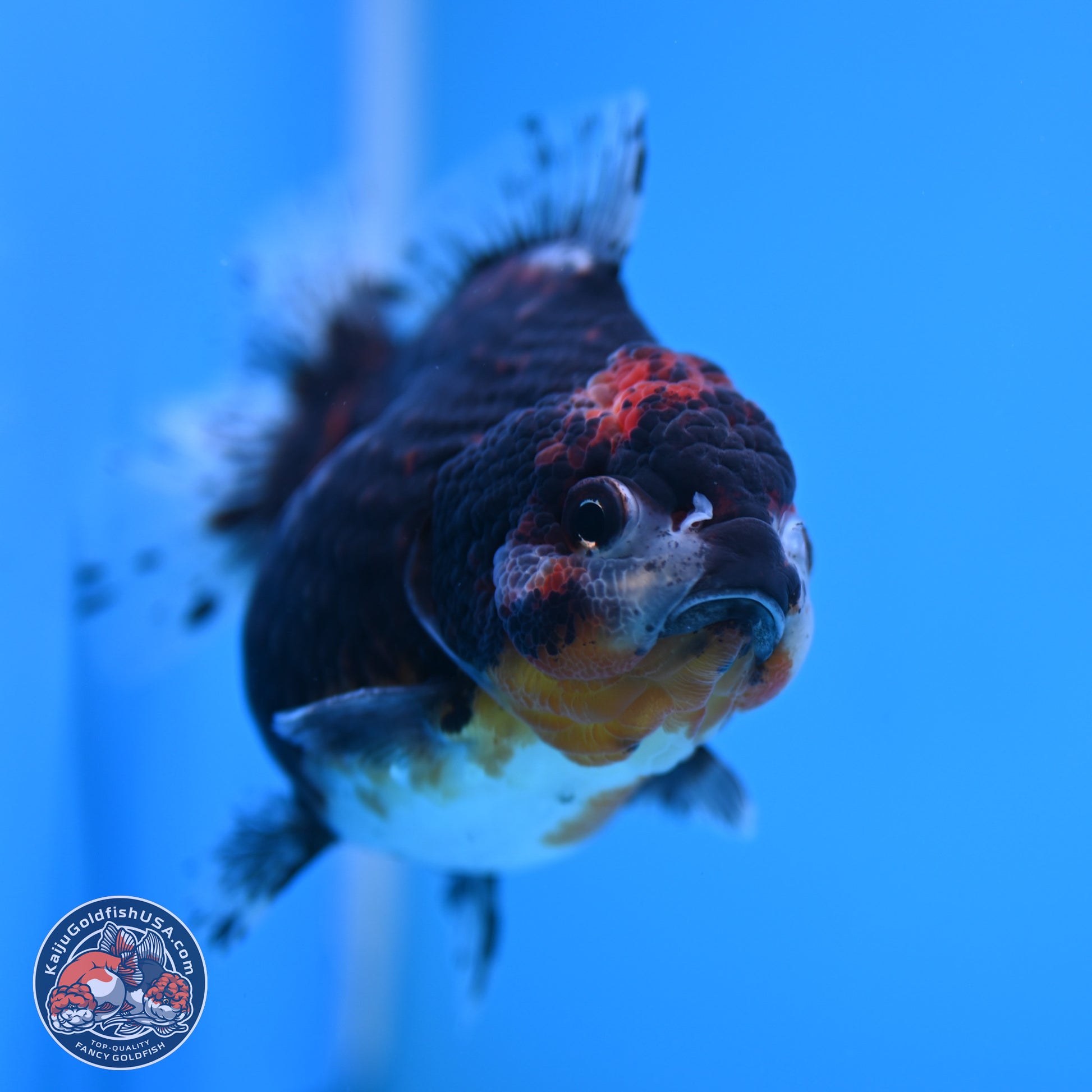 Shogun Kirin YuanBao Oranda 4in Body (240816_OR01) - Kaiju Goldfish USA