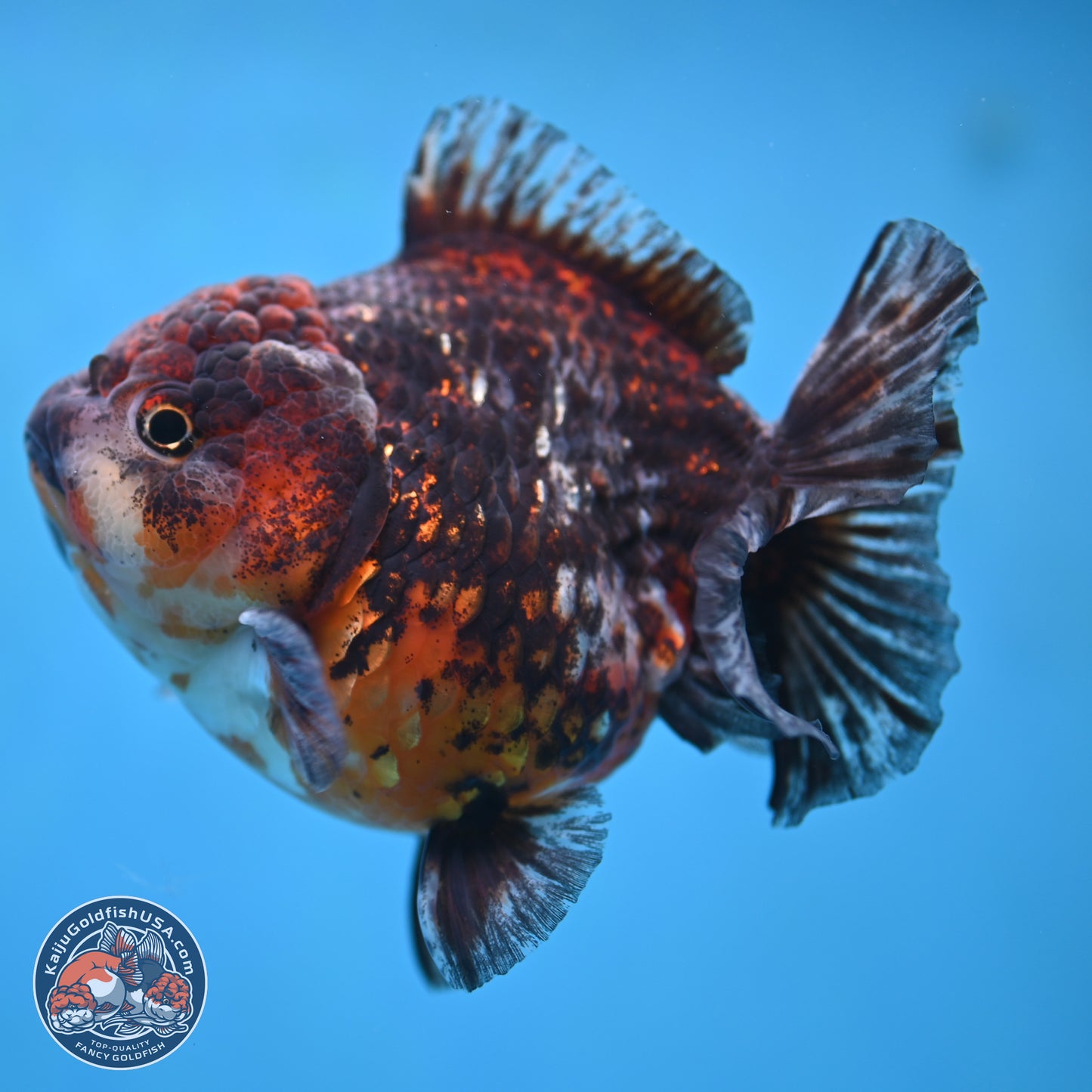 Kirin YuanBao Oranda 5 inches - Female (241115_OR01) - Kaiju Goldfish USA