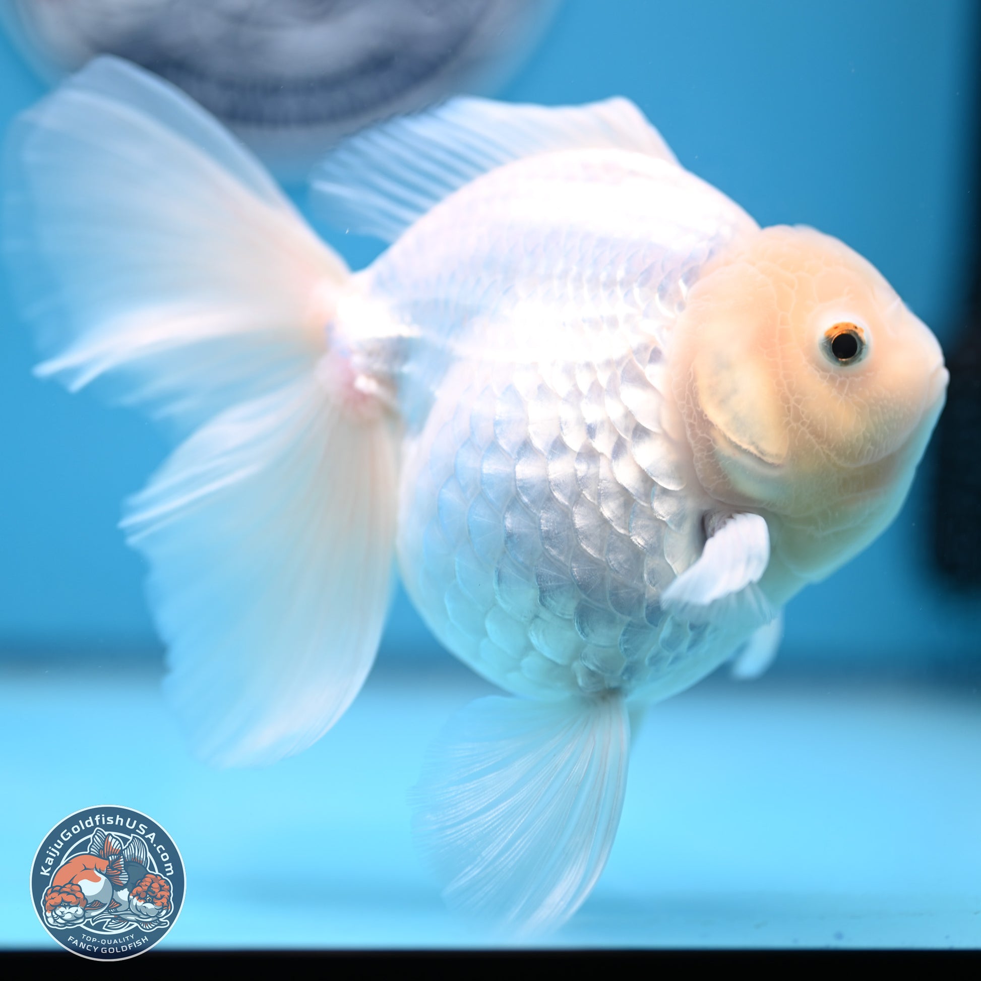 Snow White Rose Tail Oranda 4-7 inches (240906_OR01) - Kaiju Goldfish USA