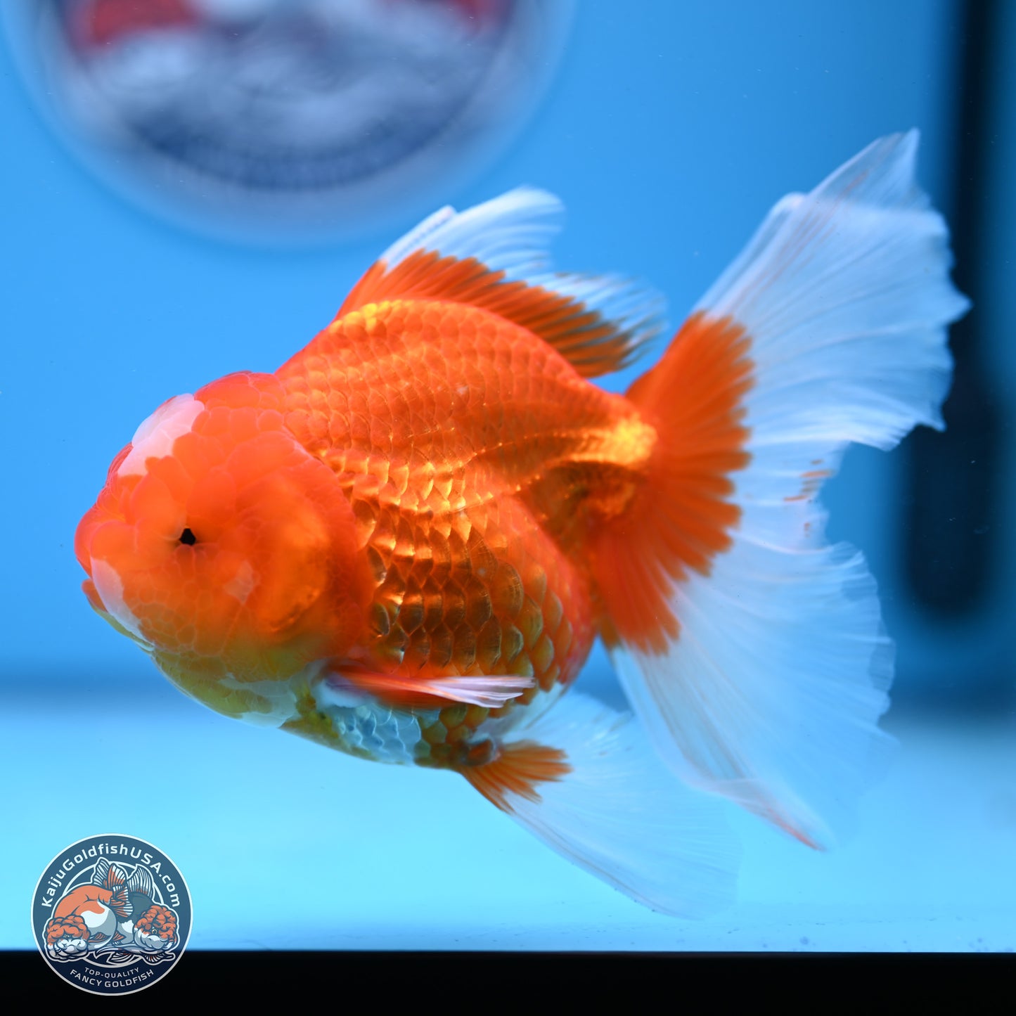 Jade Seal Red White Rose Tail Oranda 4-5 inches (240913_OR01) - Kaiju Goldfish USA