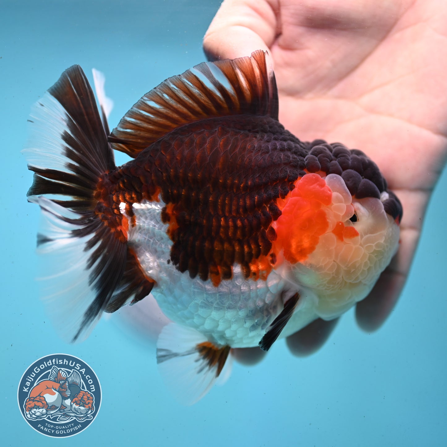 AAA Grade Tricolor Oranda 4.5 inch Body (250919_OR01)