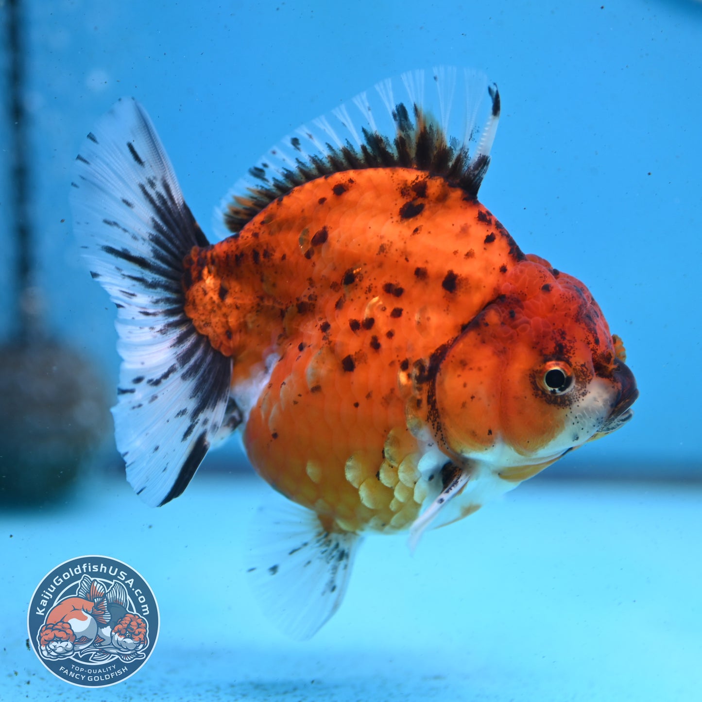 Shogun Tiger Oranda 3.8 inches Body - Female (250418_OR01)